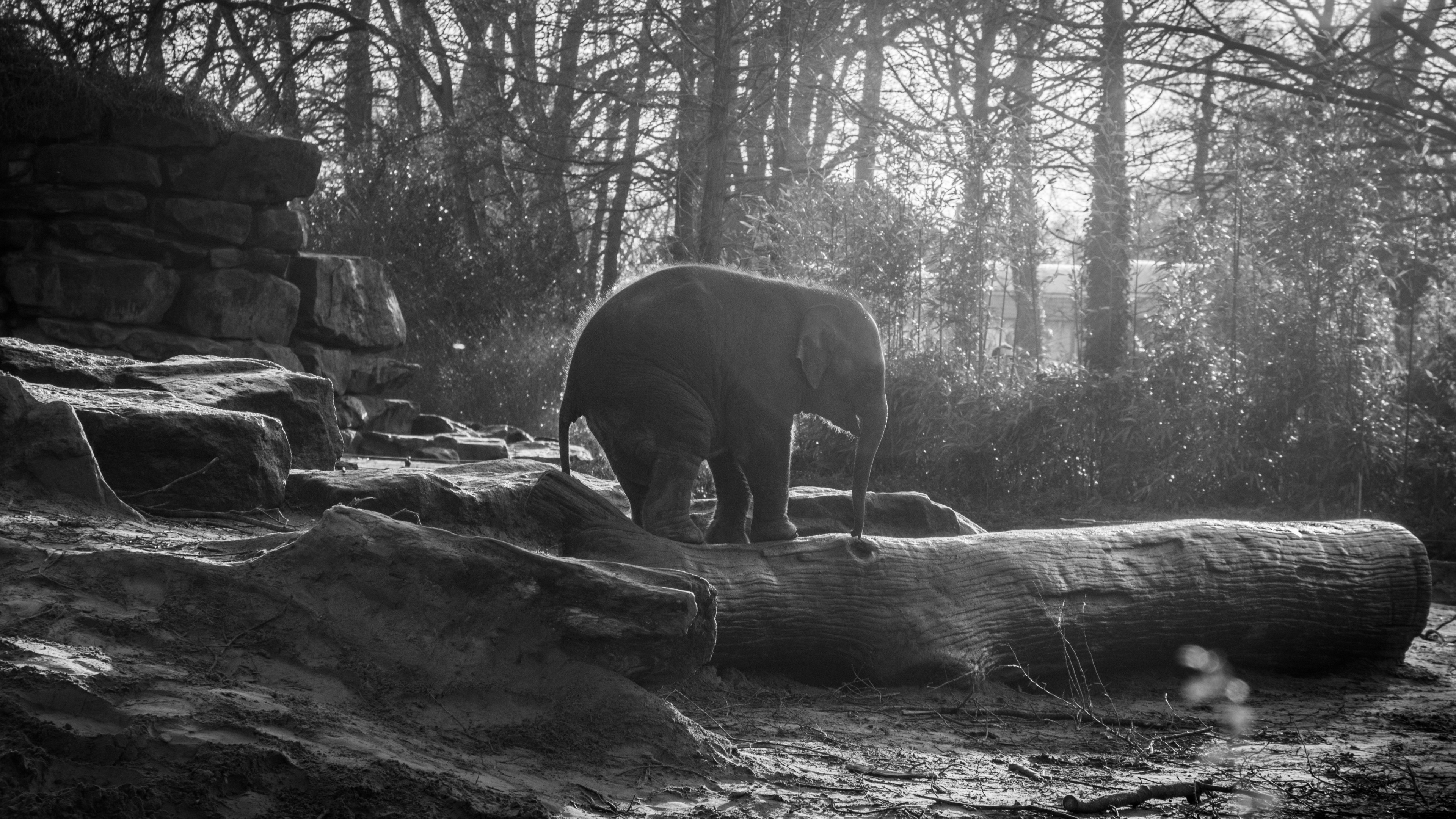 Elephant, forest, sunlight, HD Wallpaper