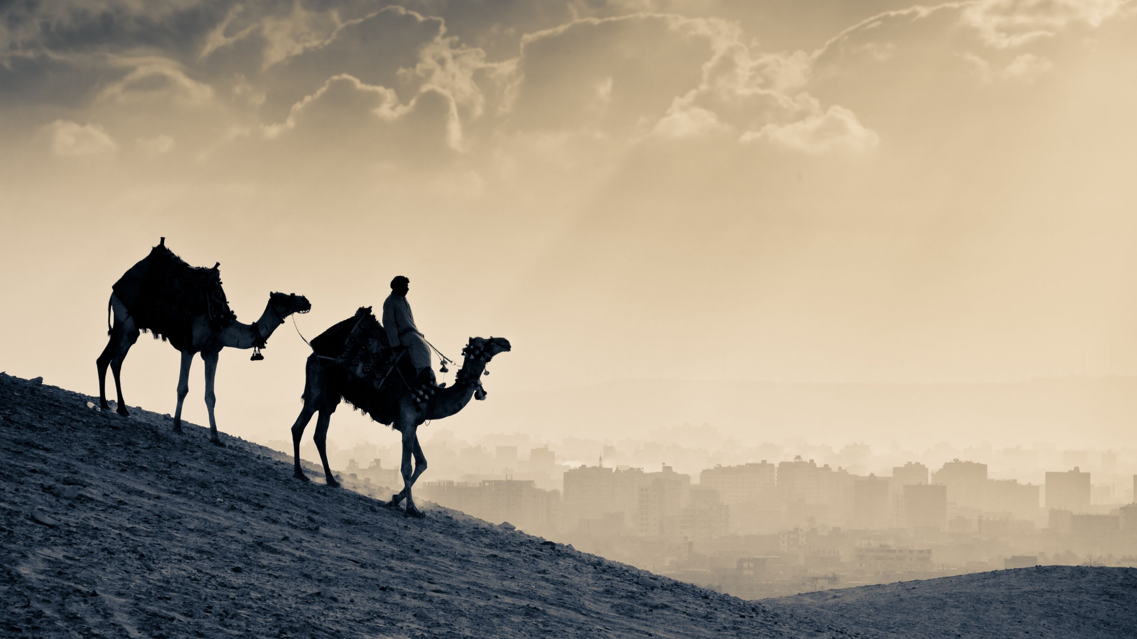 Camel, desert, sunset, HD Wallpaper