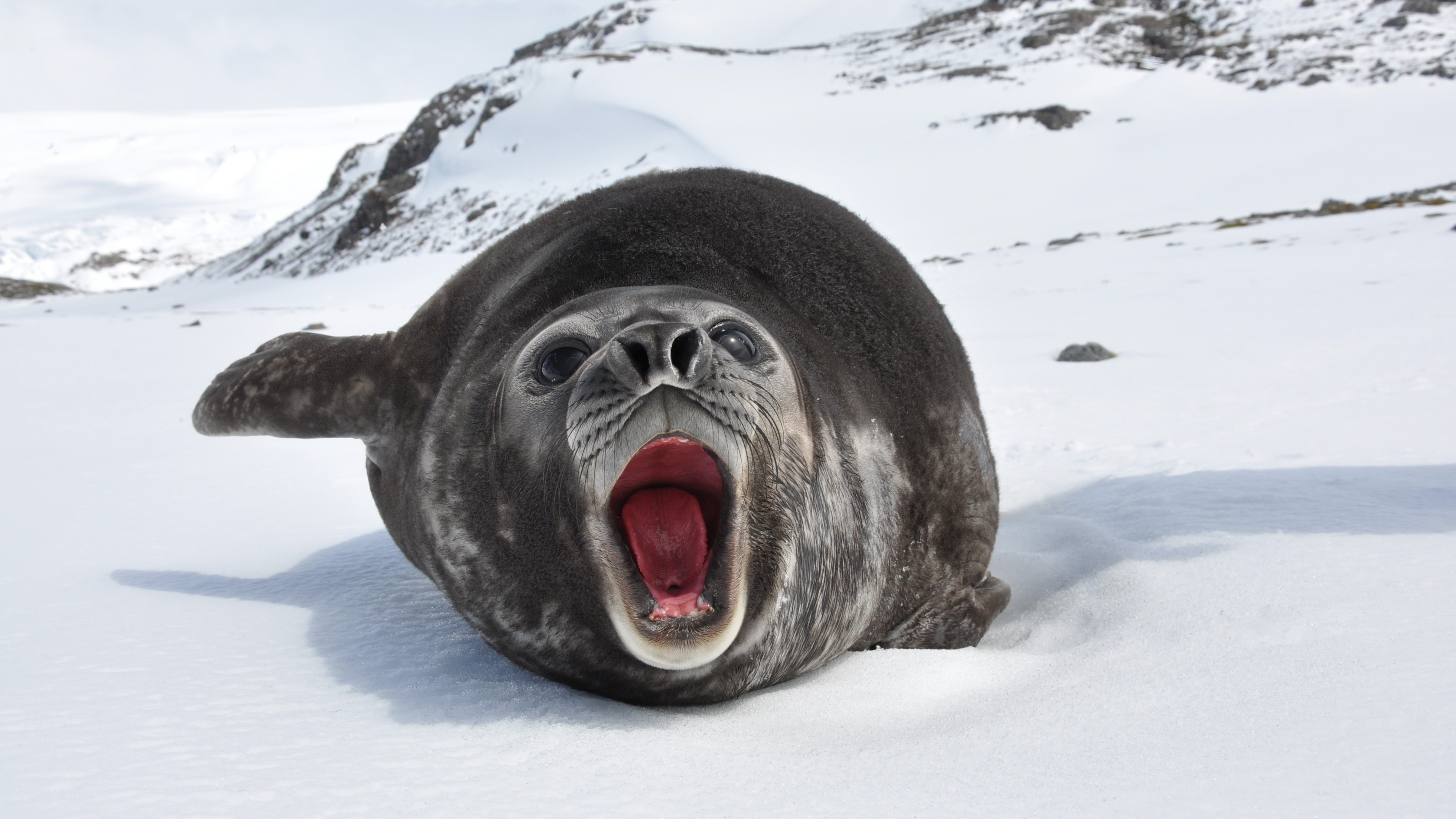Sea ​​elephant, snow, cute animals, HD Wallpaper
