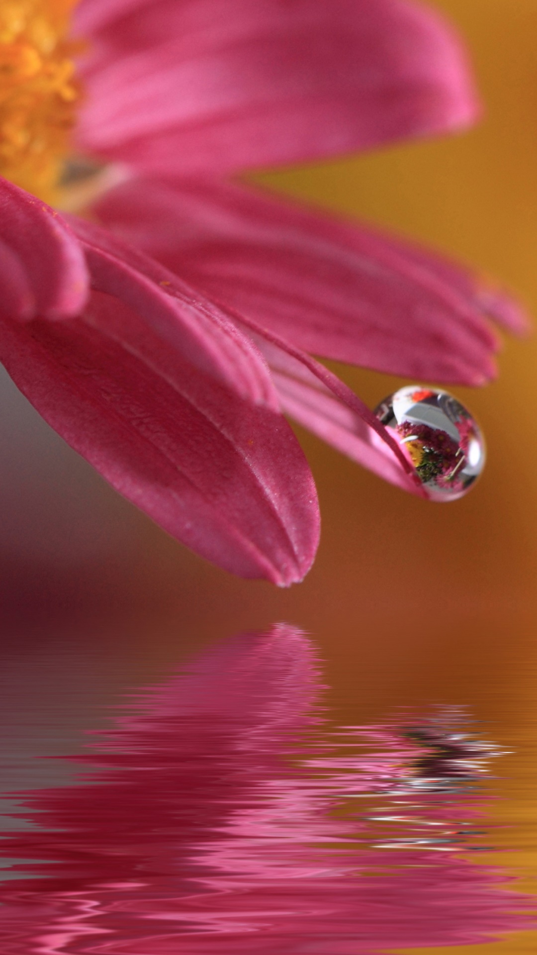 Earth Flower, 1080x1920, Phone HD Wallpaper
