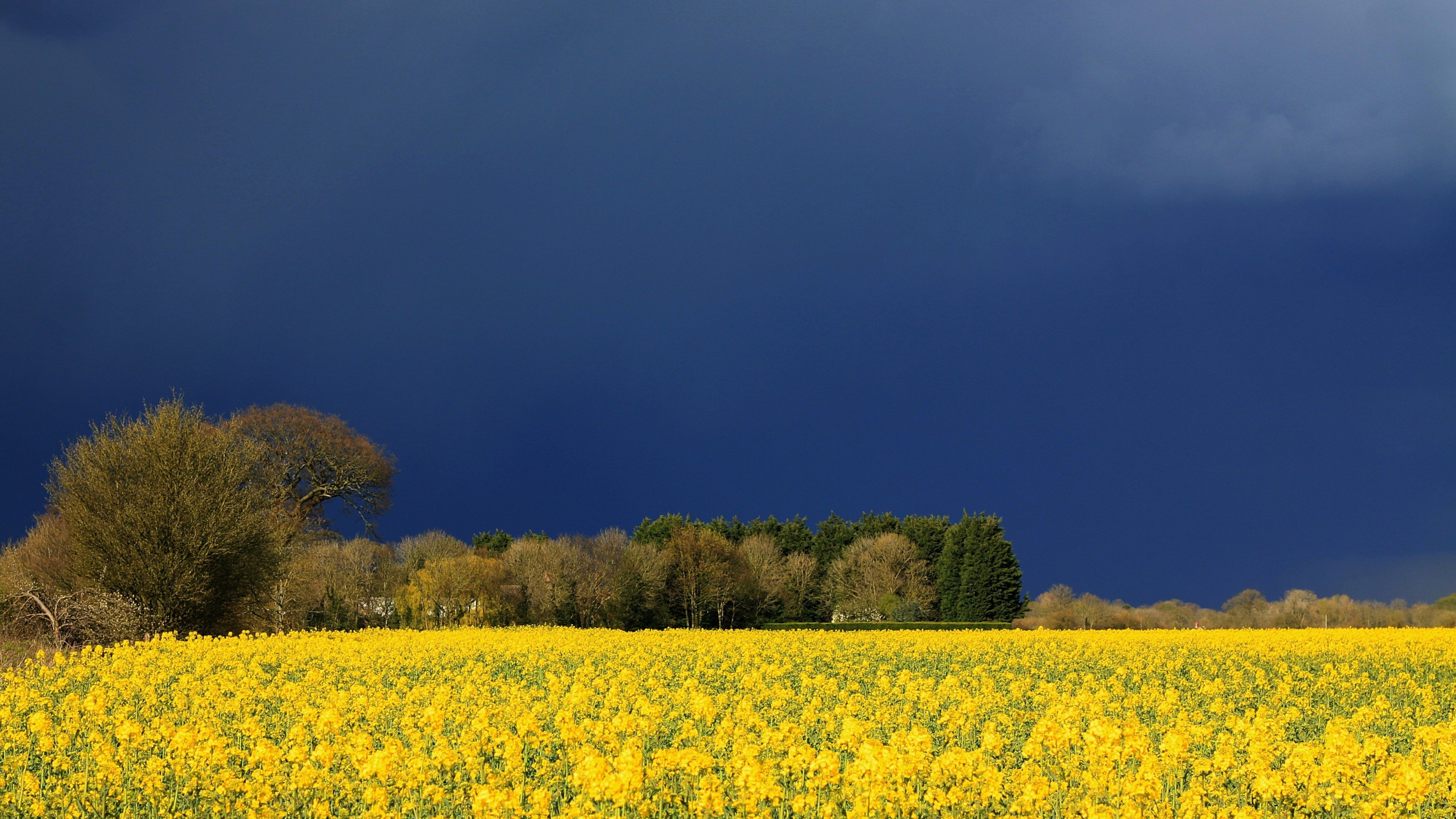 Meadows, 4K, wildflowers, sky, clouds, HD Wallpaper