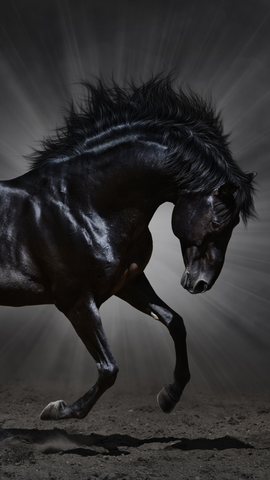 Animal Horse, 1080x1920, Phone HD Wallpaper