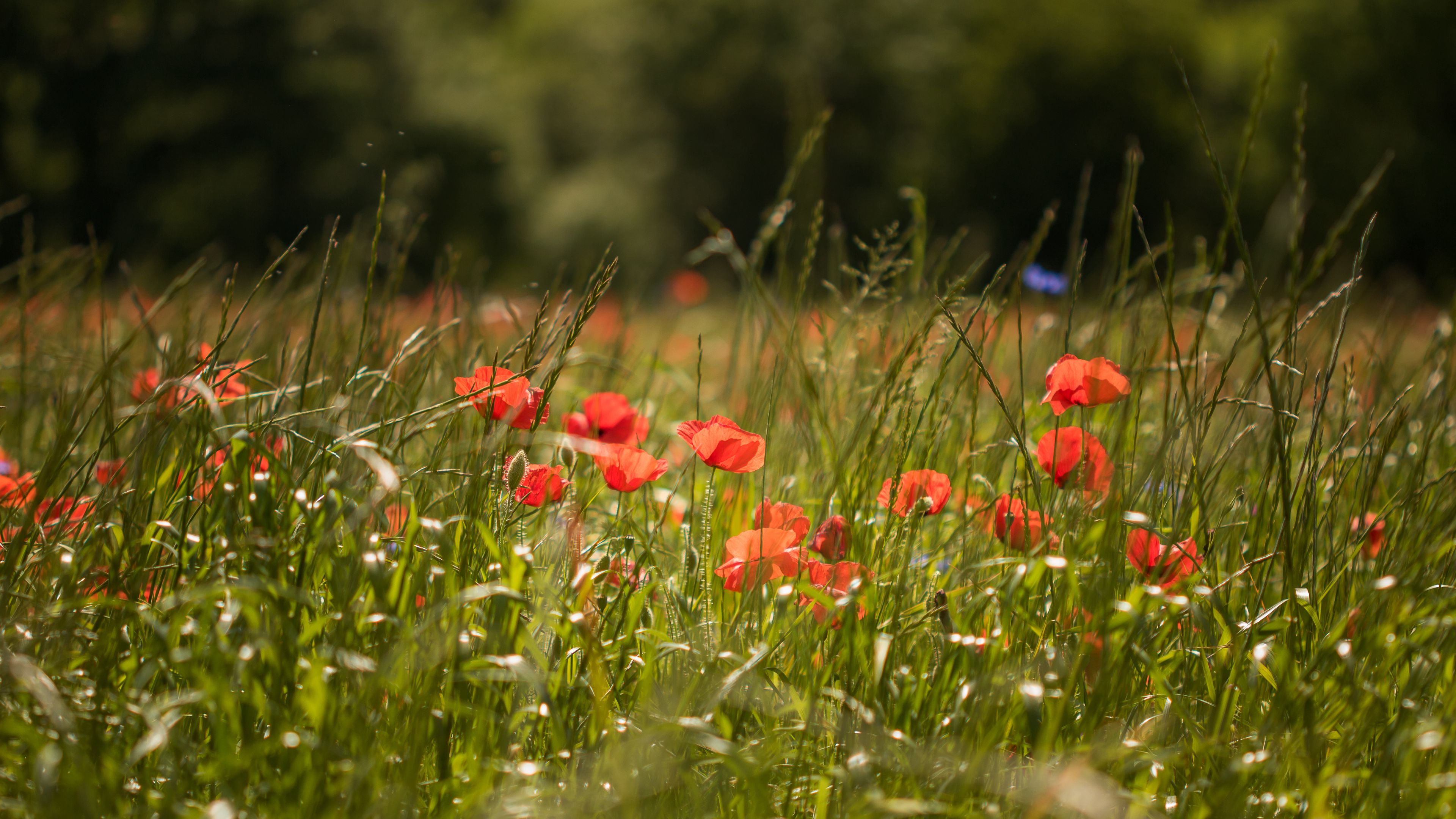 poppy, flowers, grass, green, 4k, HD Wallpaper