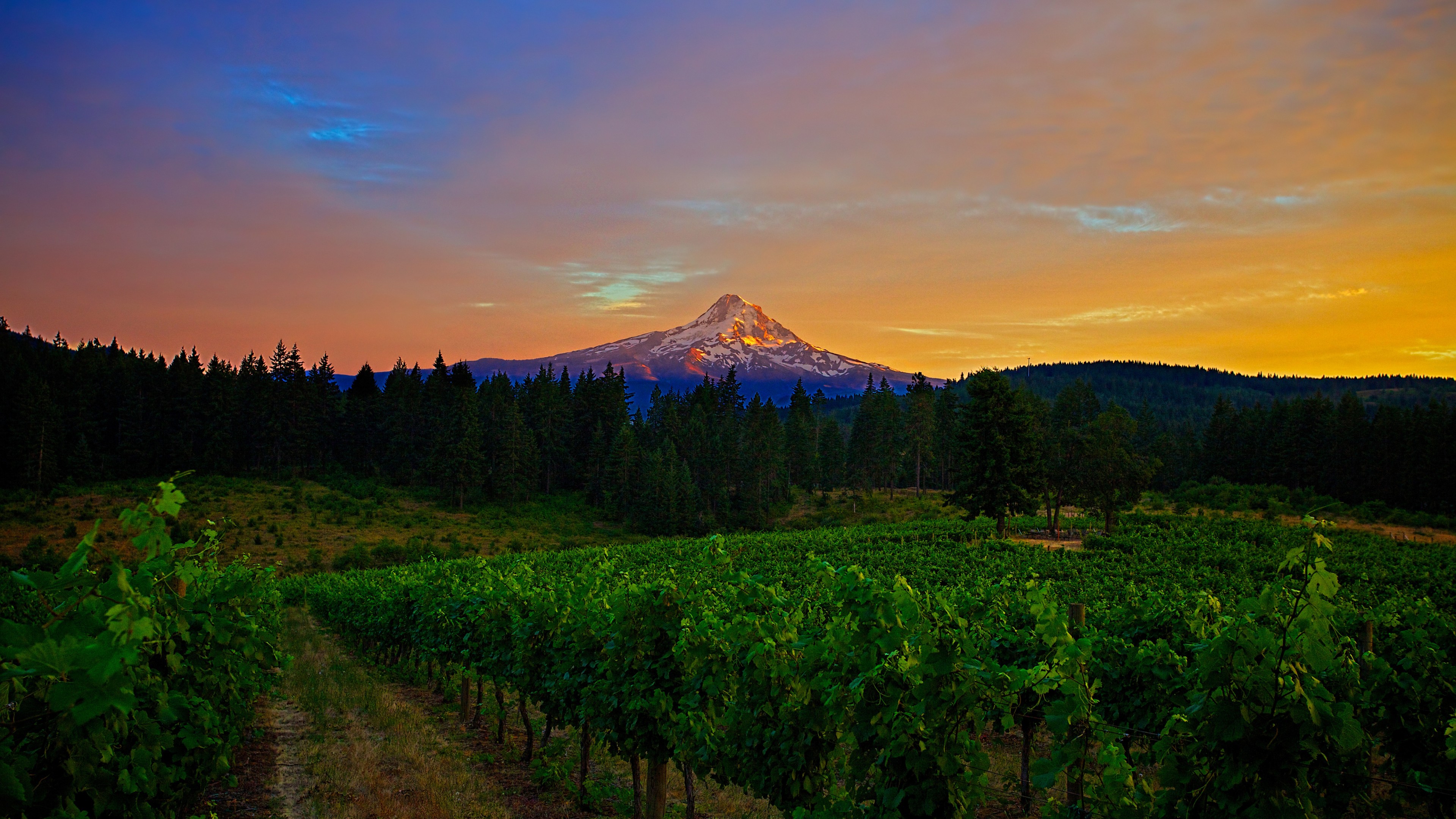 Mountains, 4k, 4K, field, sunset, trees, HD Wallpaper
