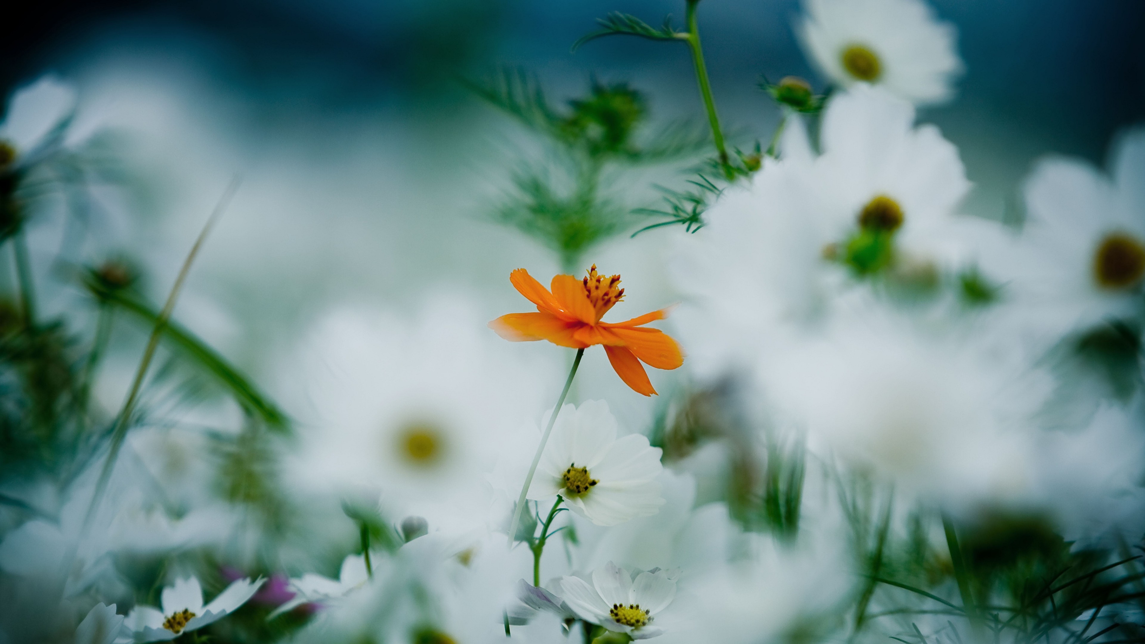 Flowers, 4k, 4K, daisies, cosmos flower, white, orange, HD Wallpaper