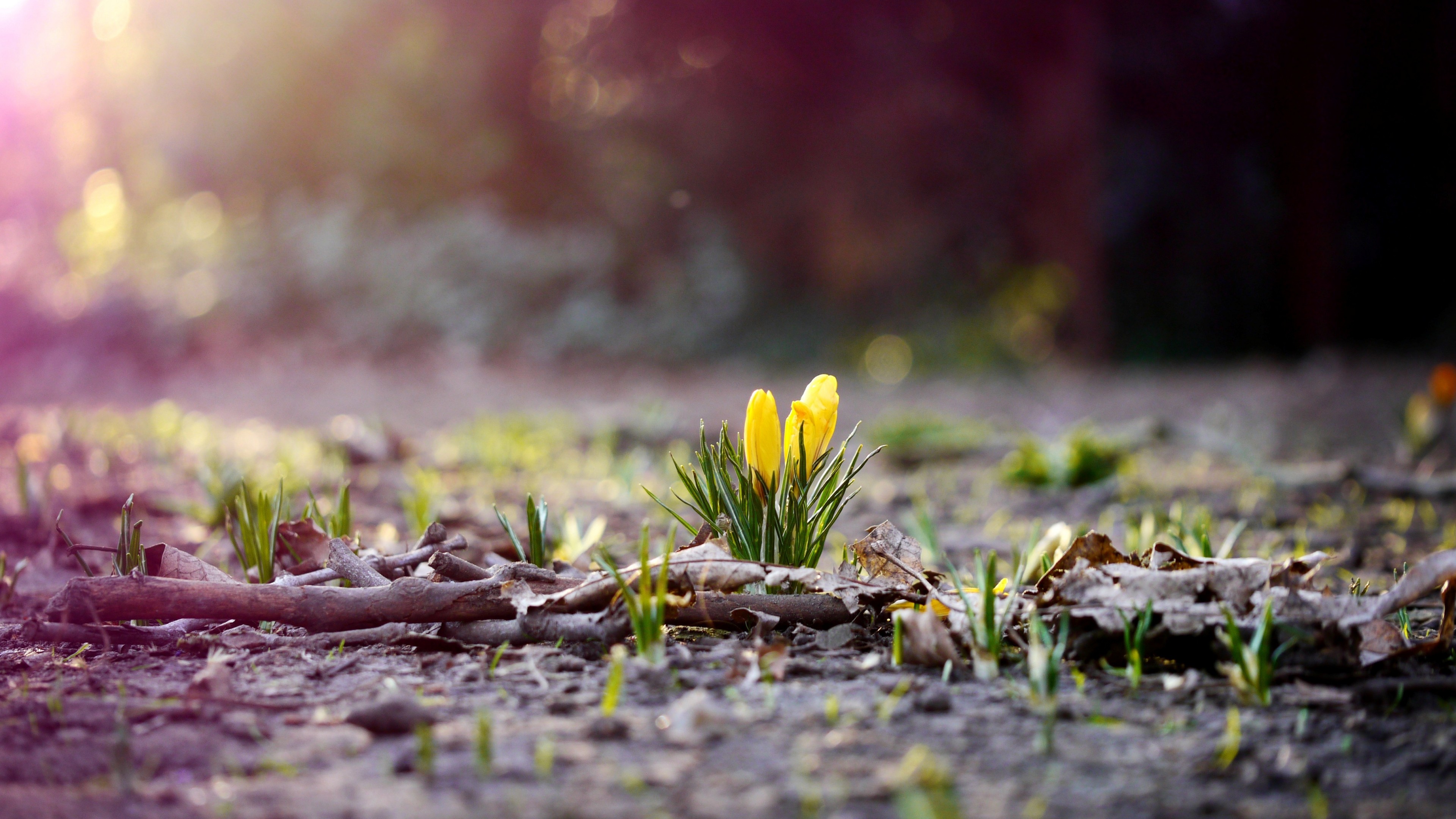 Flower, 4k, spring, forest, HD Wallpaper
