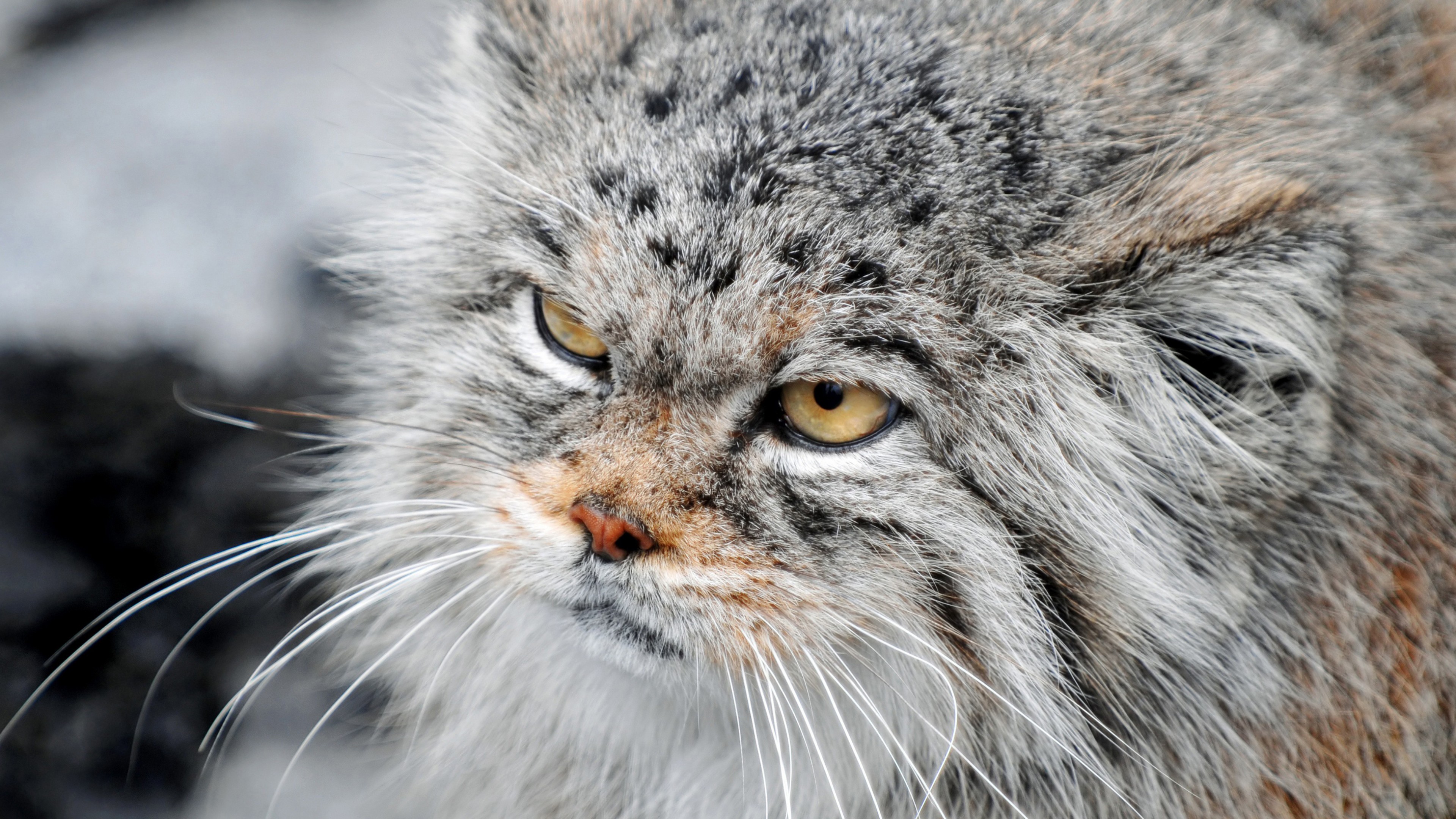 Manul, Grumpy cat, severe, fluffy, view, HD Wallpaper