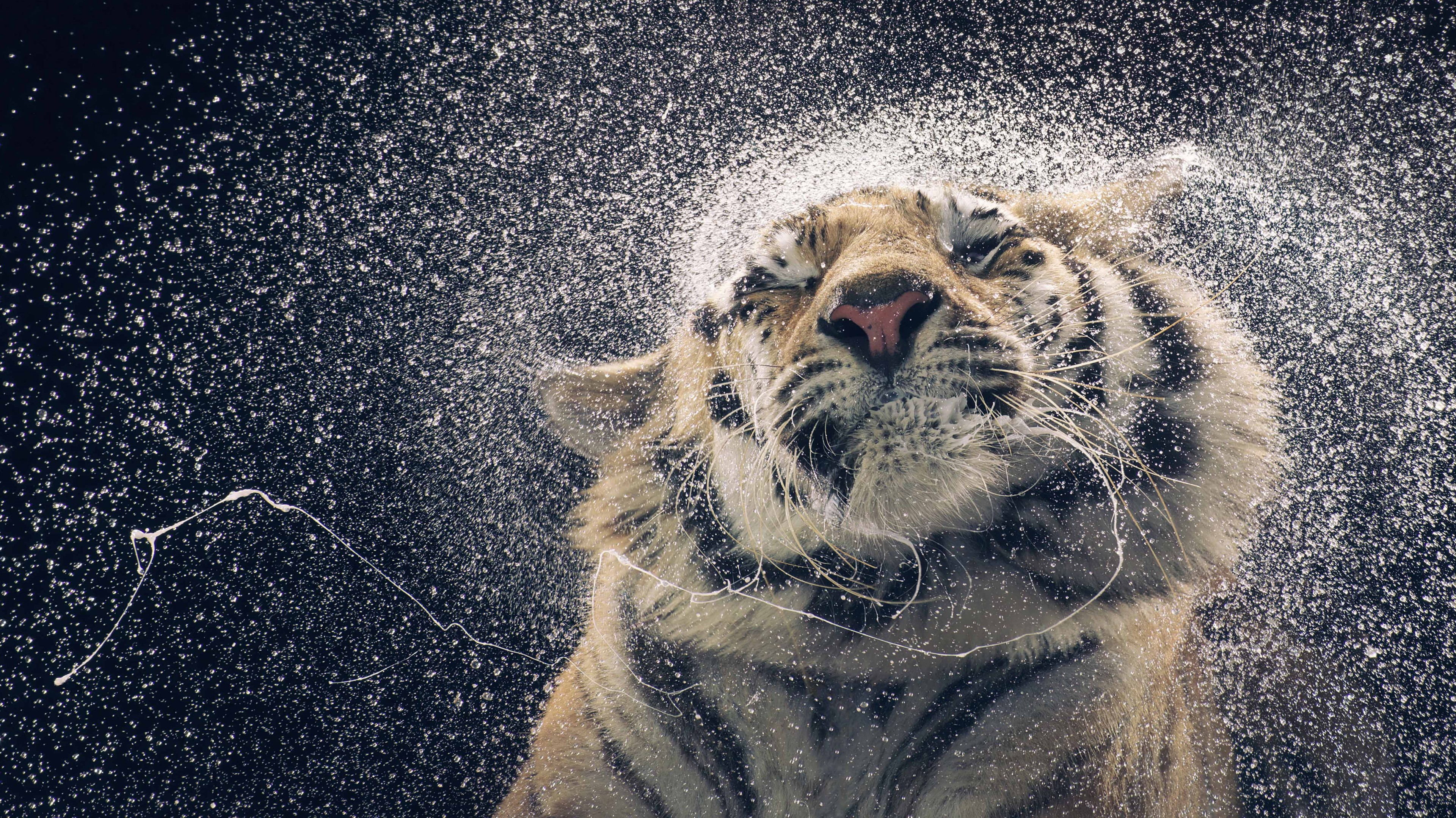 Tiger, drops, cute animals, funny, HD Wallpaper
