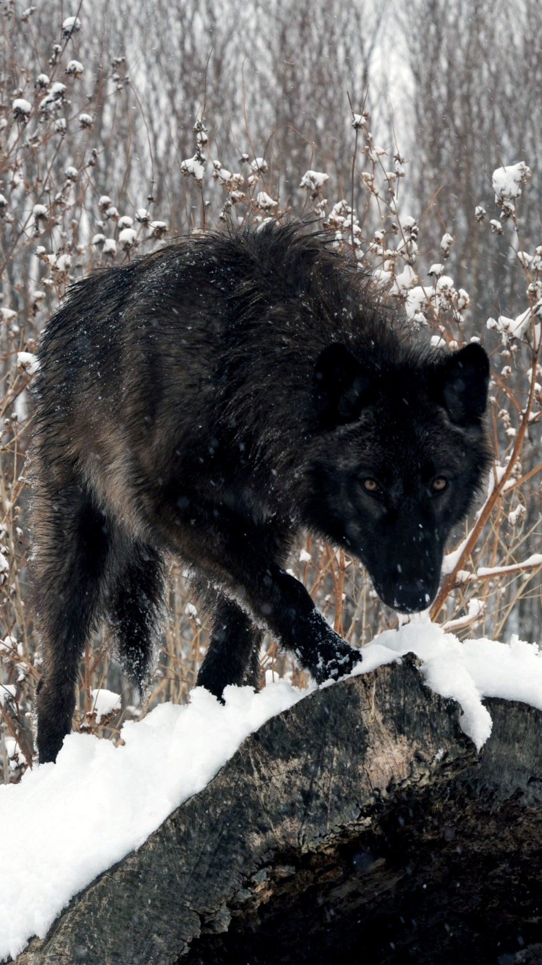 Animal Wolf, Snow, 1080x1920, Phone HD Wallpaper