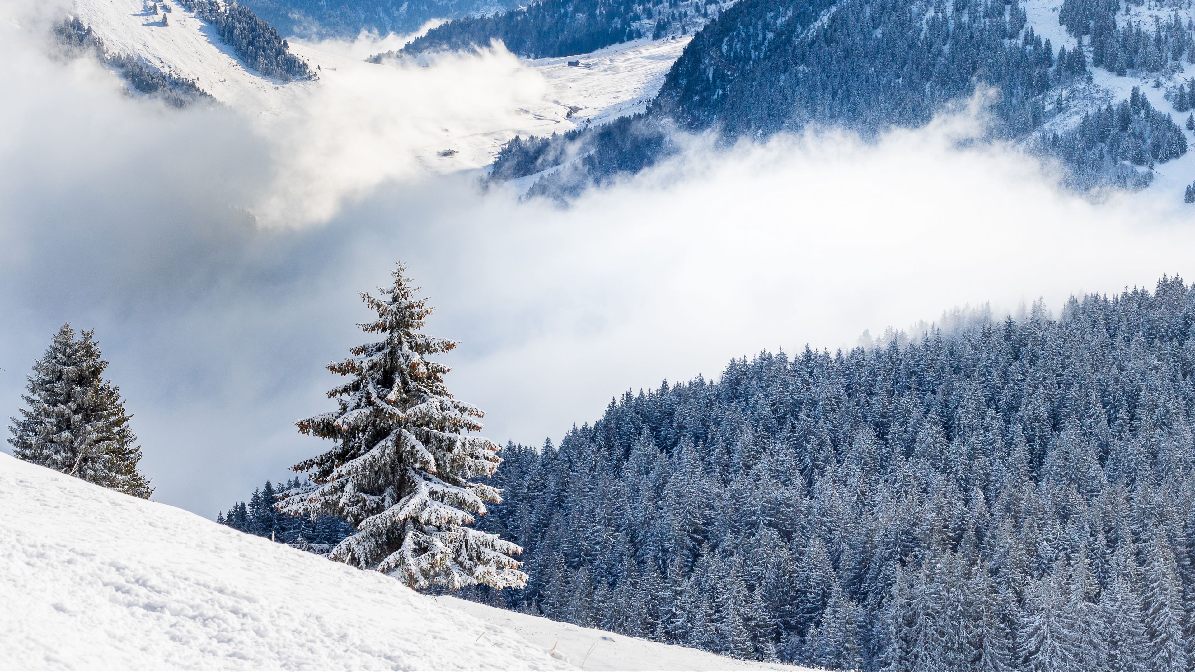 spruce, hills, snow, clouds, forest, 4k, HD Wallpaper