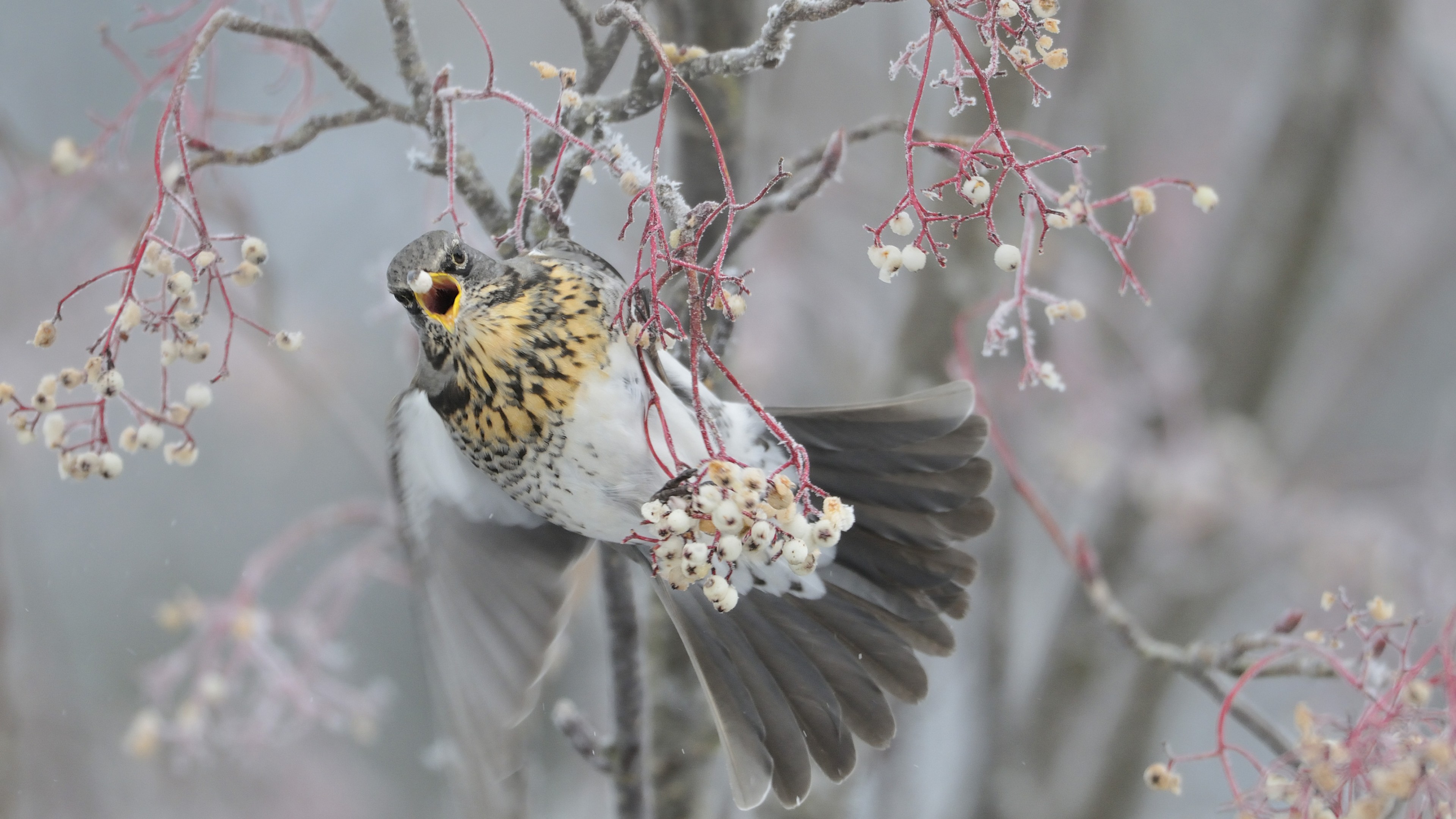 Pigeon, dove, trees, winter, HD Wallpaper