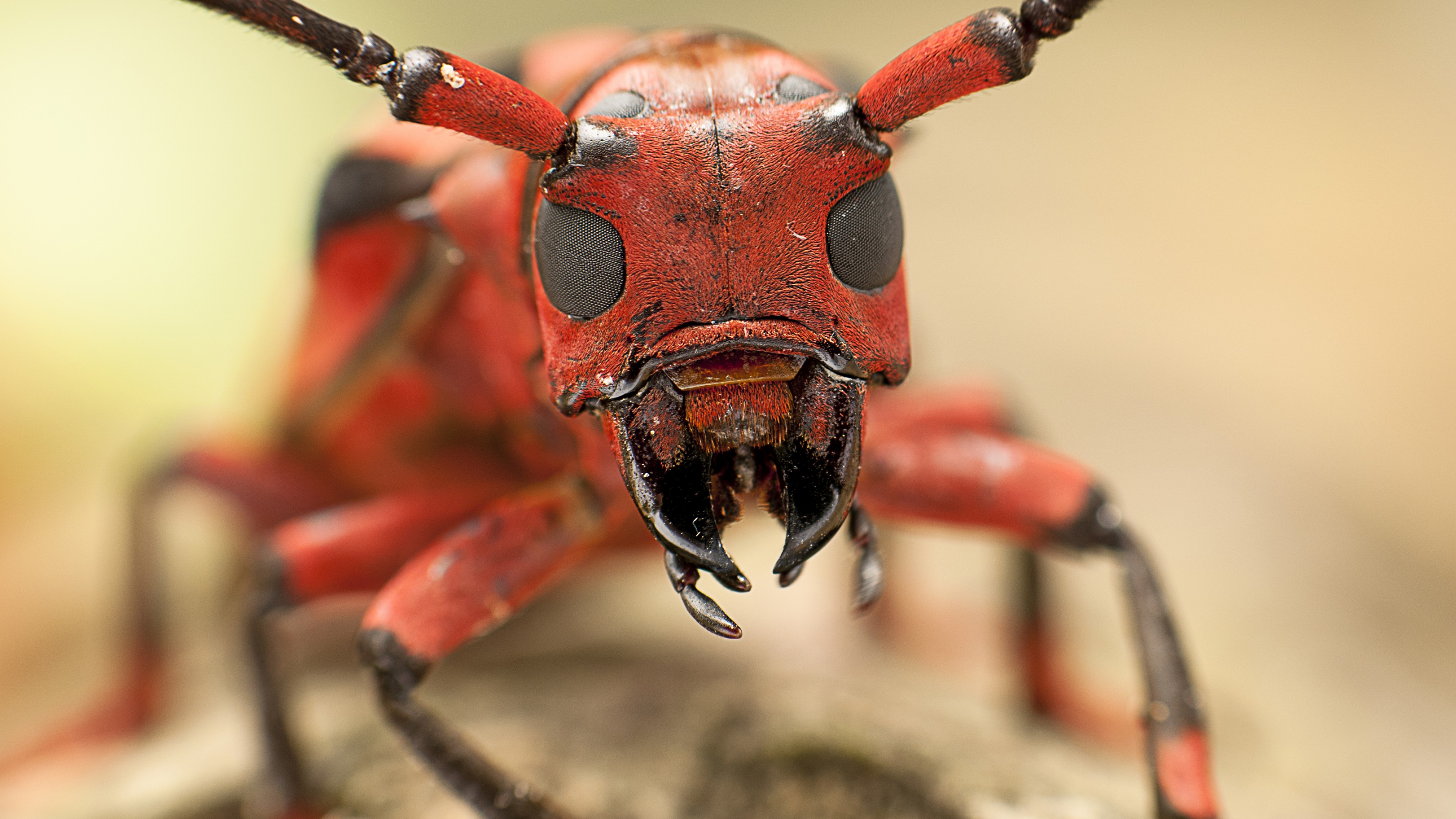 Messor structor, ant, macro, HD Wallpaper