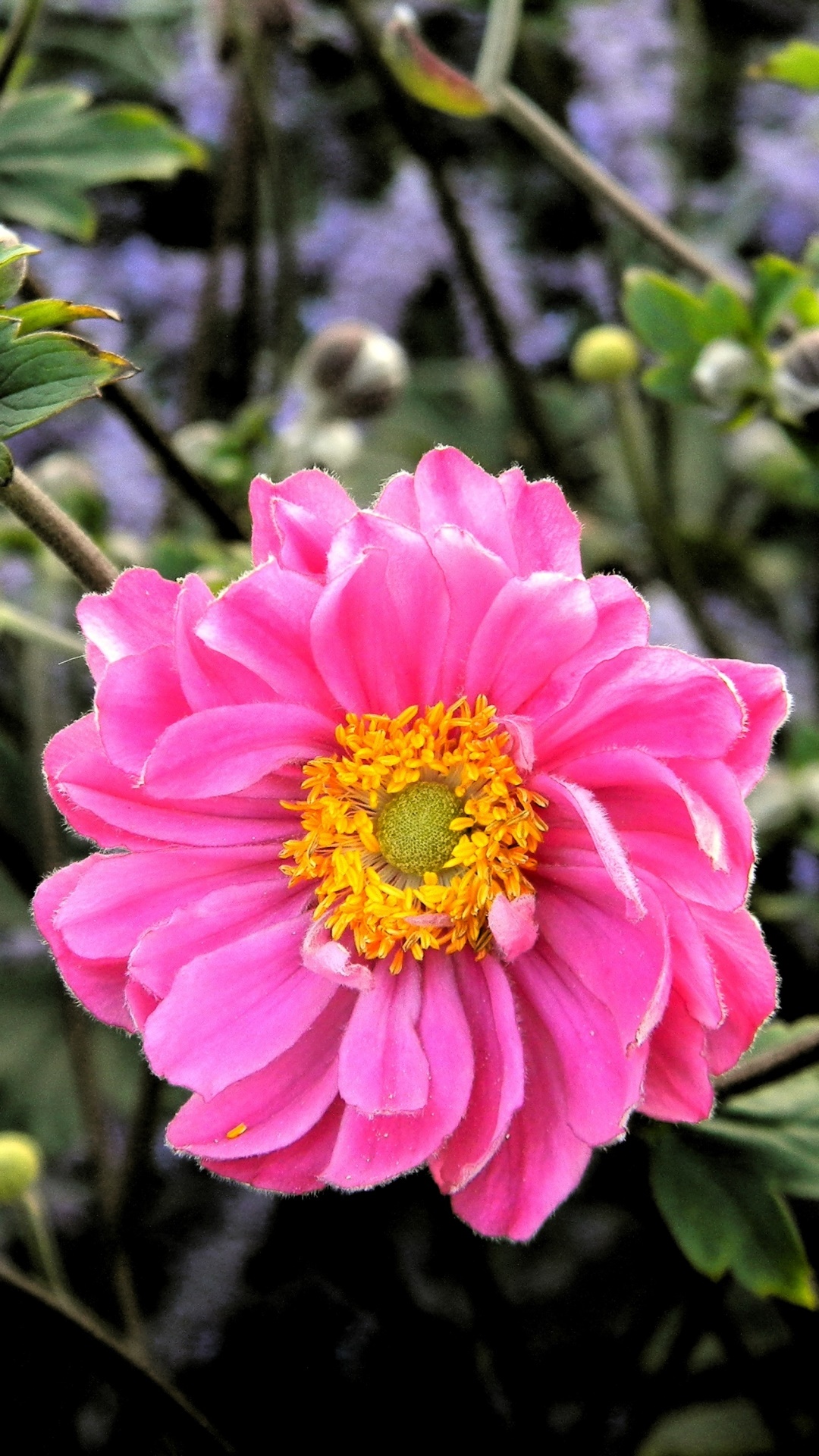 Earth Flower, Pink, Nature, Bud, 1080x1920, Phone HD Wallpaper