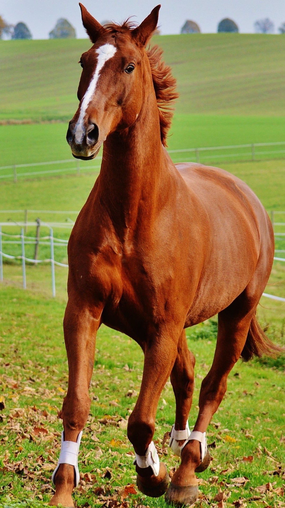 Animal Horse, 1080x1920, Phone HD Wallpaper