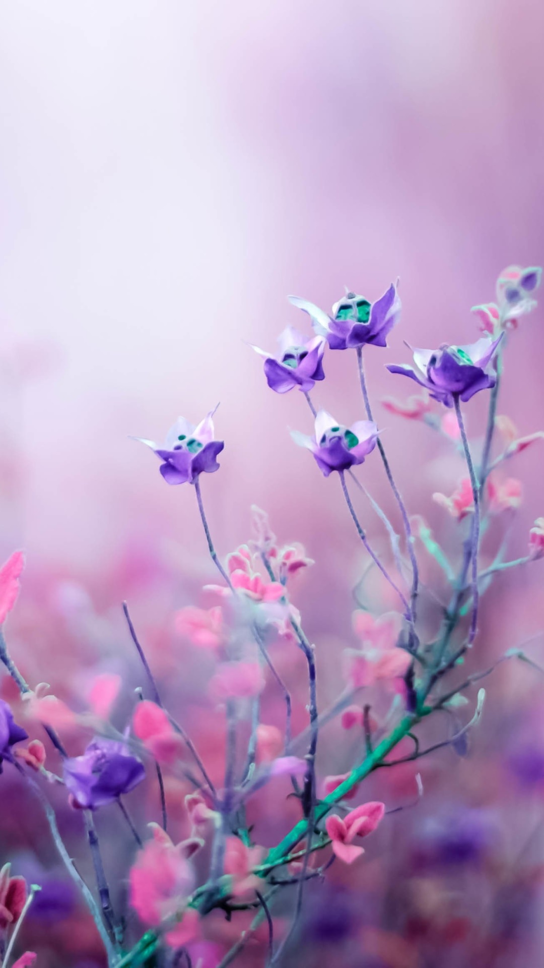 Earth Flower, 1080x1920, Phone HD Wallpaper