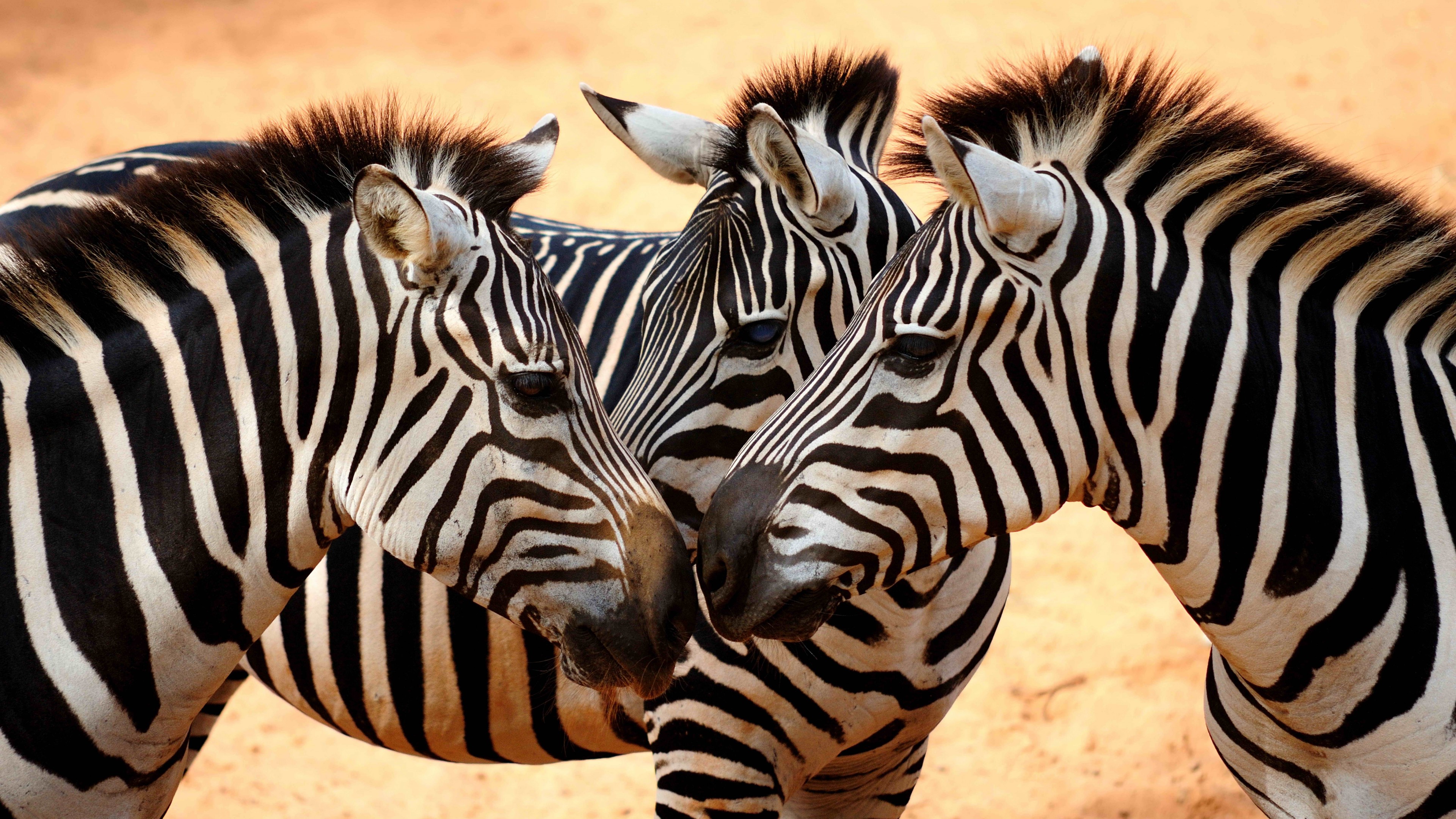 Zebra, couple, cute animals, HD Wallpaper