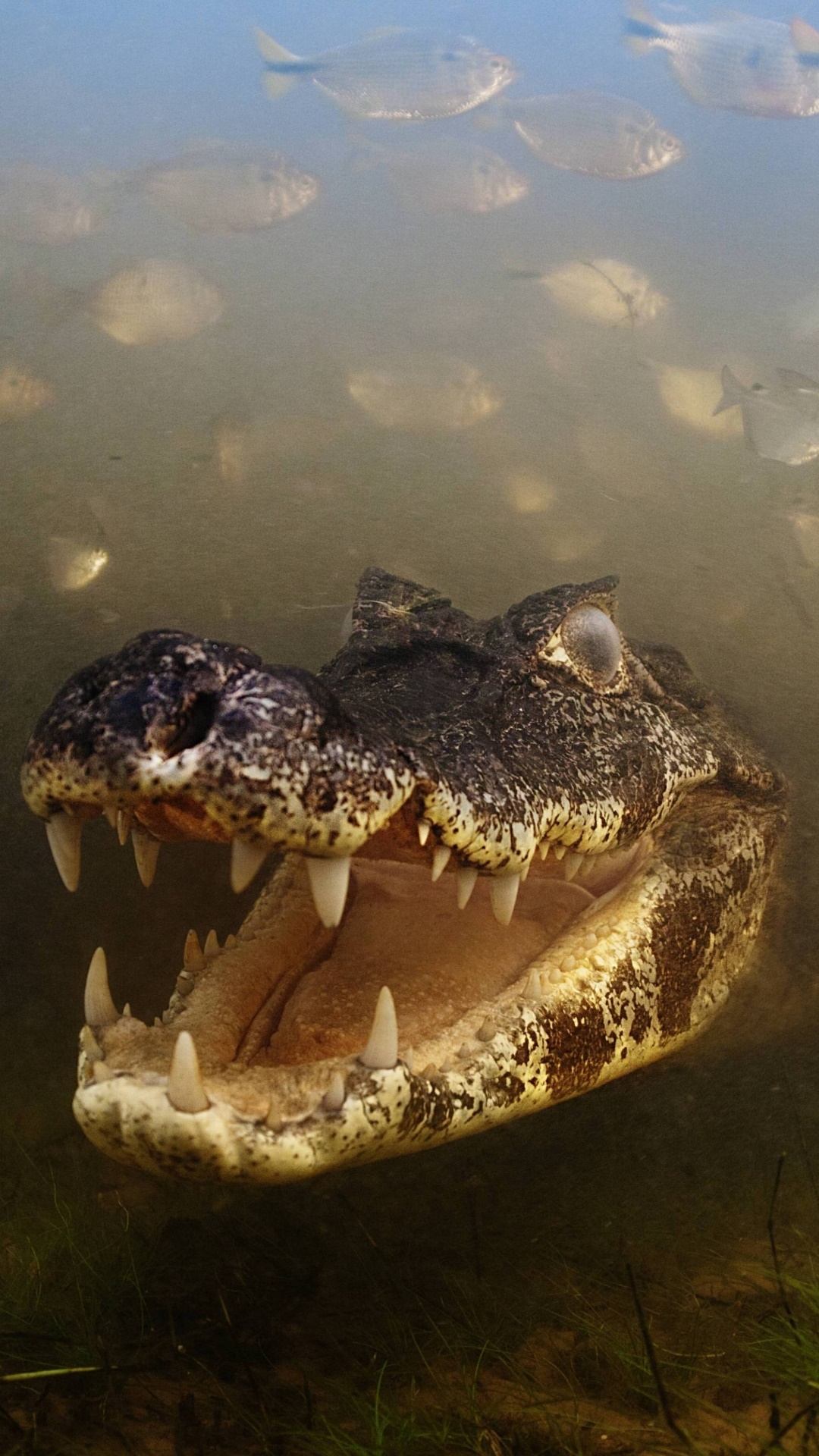 Animal Crocodile, 1080x1920, Phone HD Wallpaper