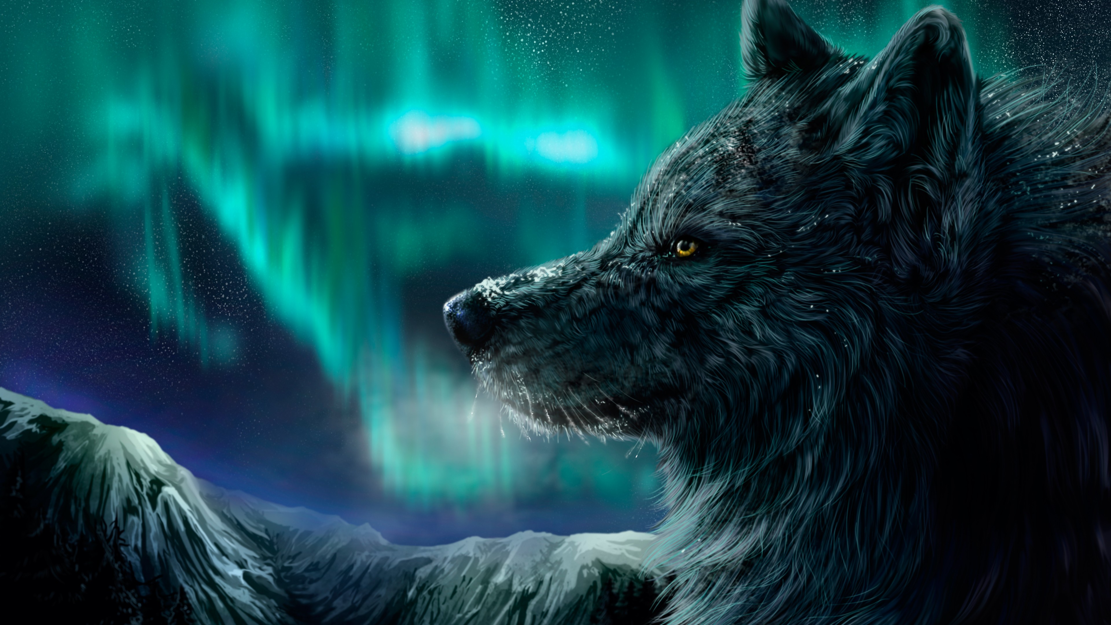 Wolf, aurora polaris, look, HD Wallpaper