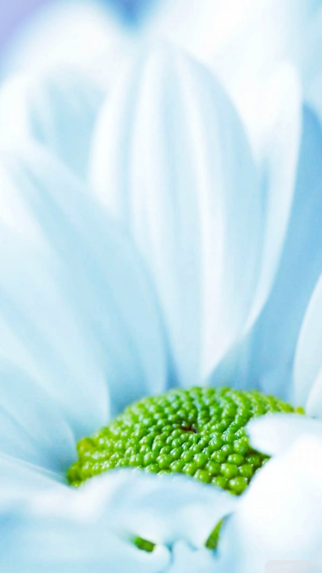 Earth Flower, White Flower, Nature, 1080x1920, Phone HD Wallpaper