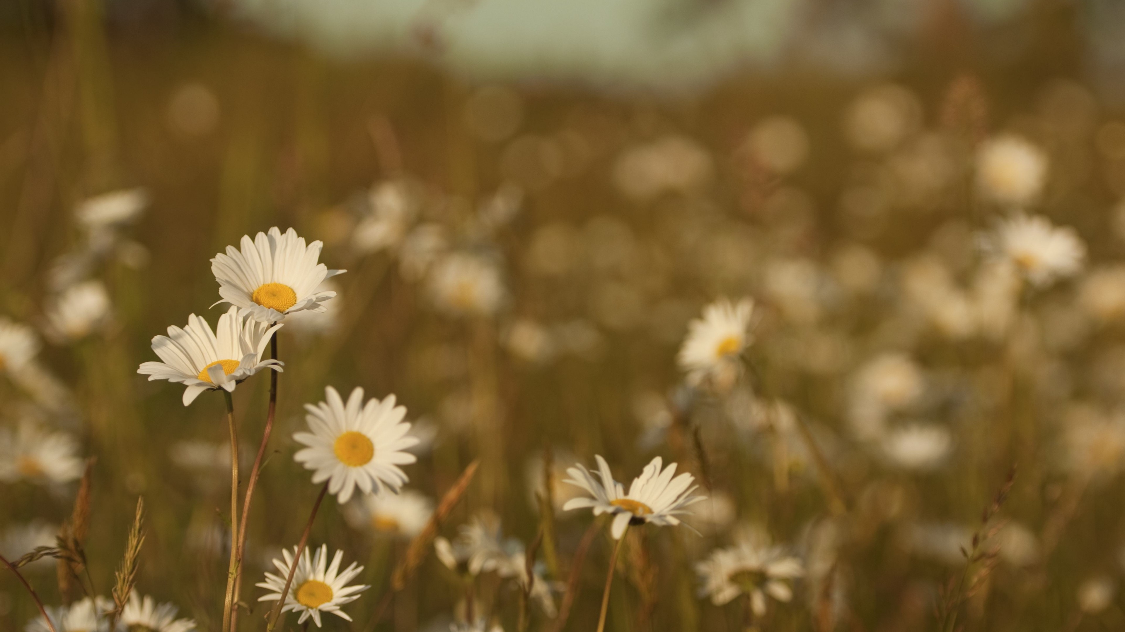 Daisies, 4k, Field, HD Wallpaper
