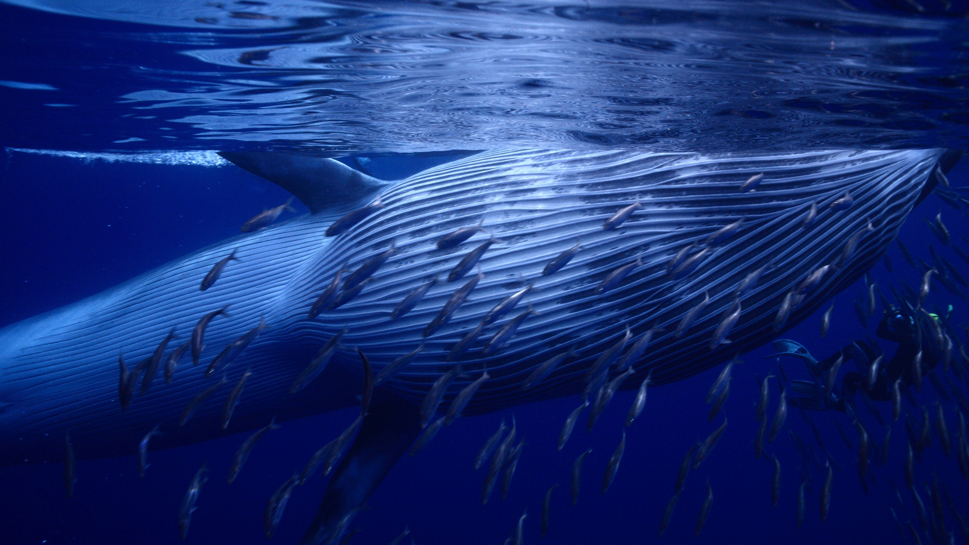 Whale, underwater, best diveng places 2017, HD Wallpaper