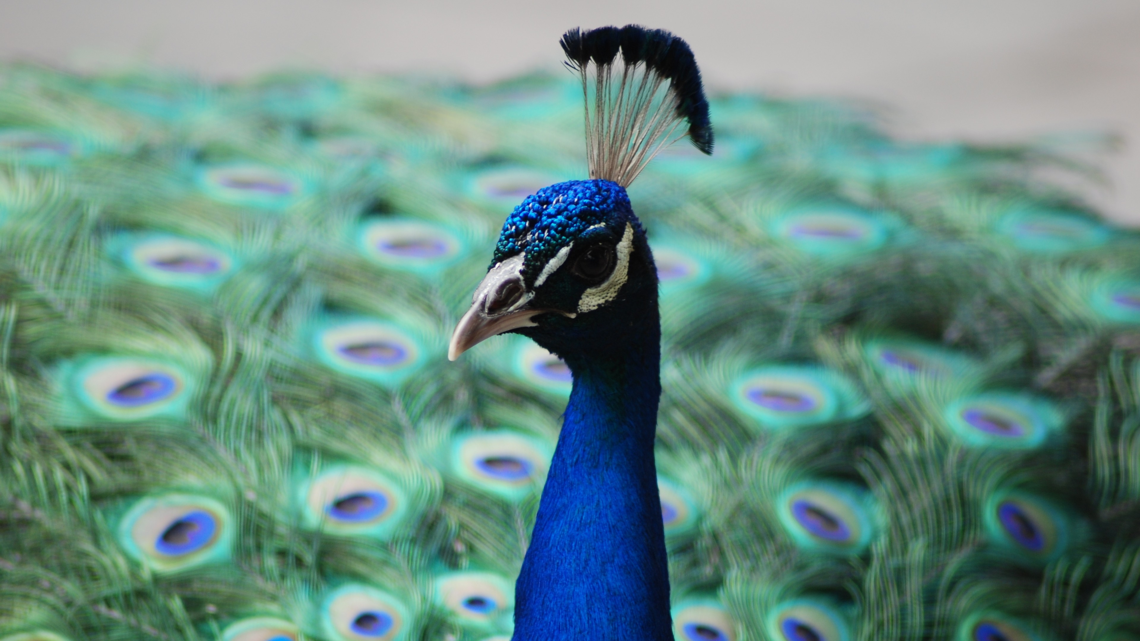 Peacock, feathers, HD Wallpaper