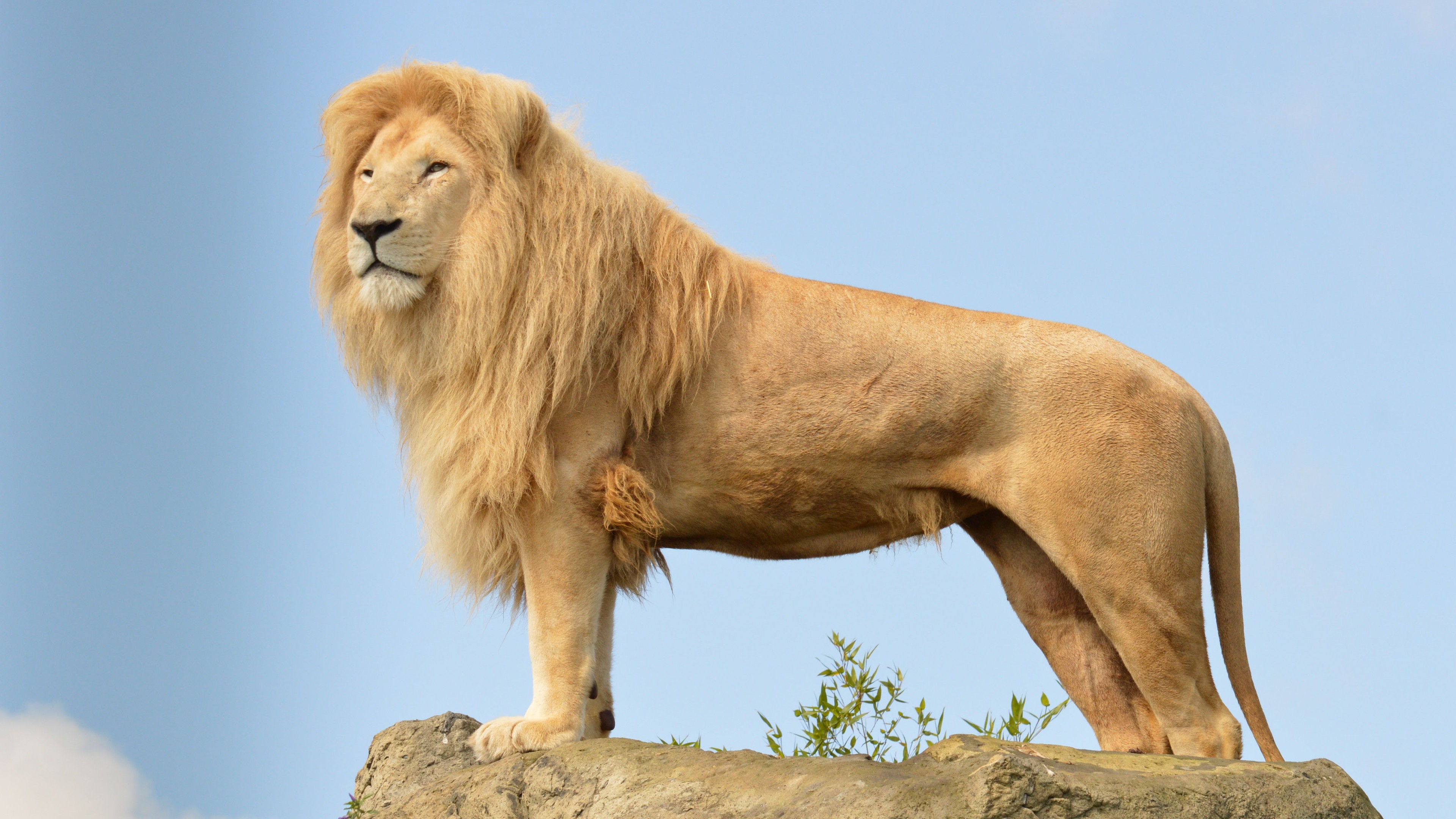 Lion, sky, rocks, HD Wallpaper