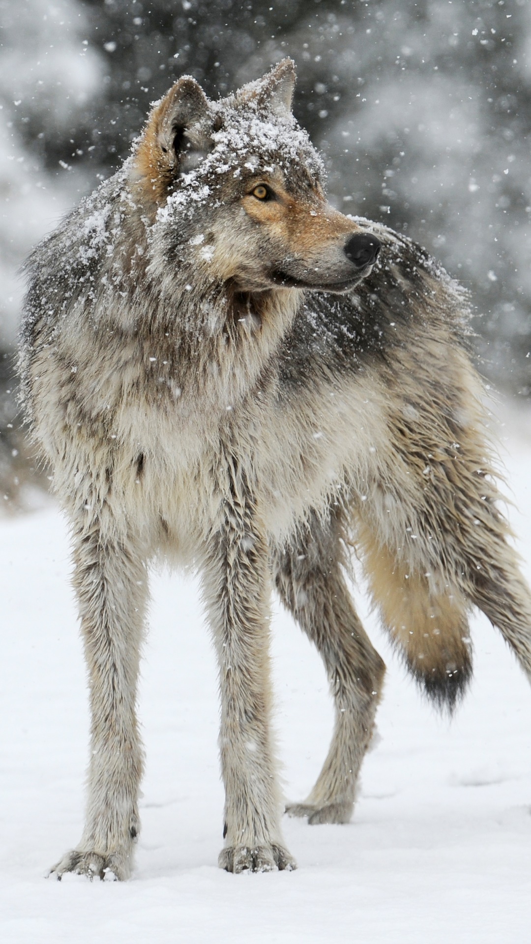 Animal Wolf, Winter, Snowfall, 1080x1920, Phone HD Wallpaper