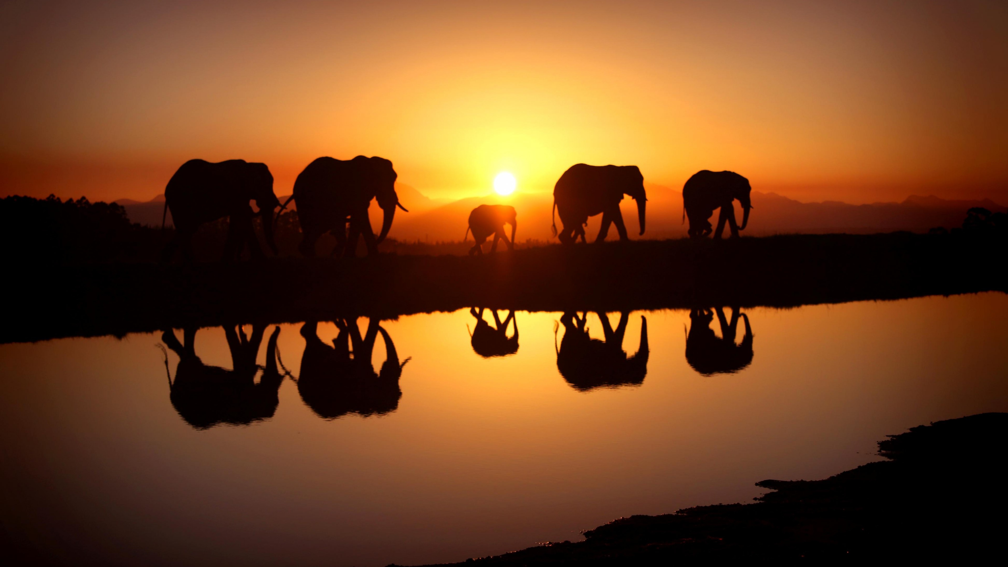 Elephant, sunset, water, HD Wallpaper