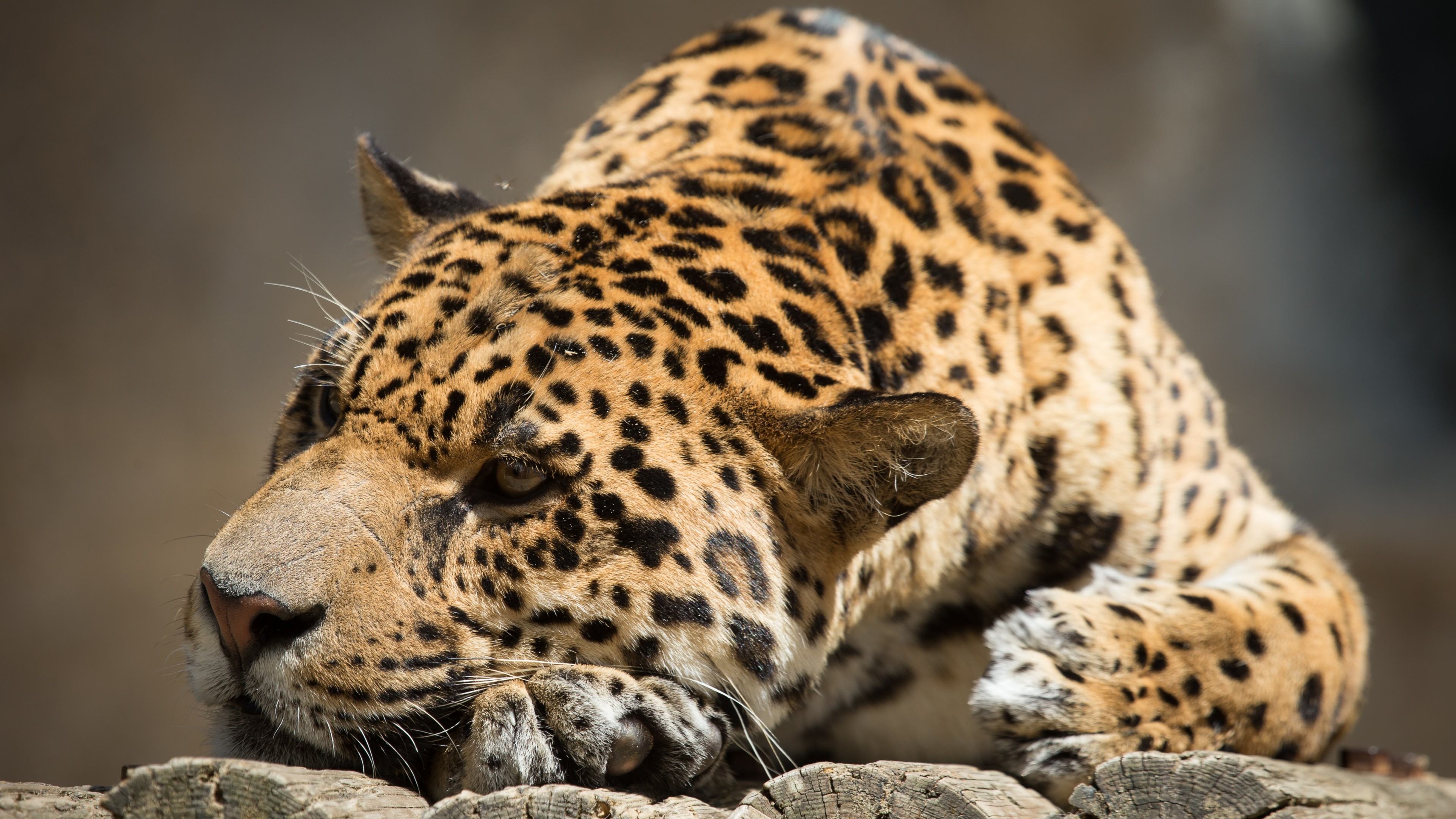jaguar, look, cute animals, HD Wallpaper