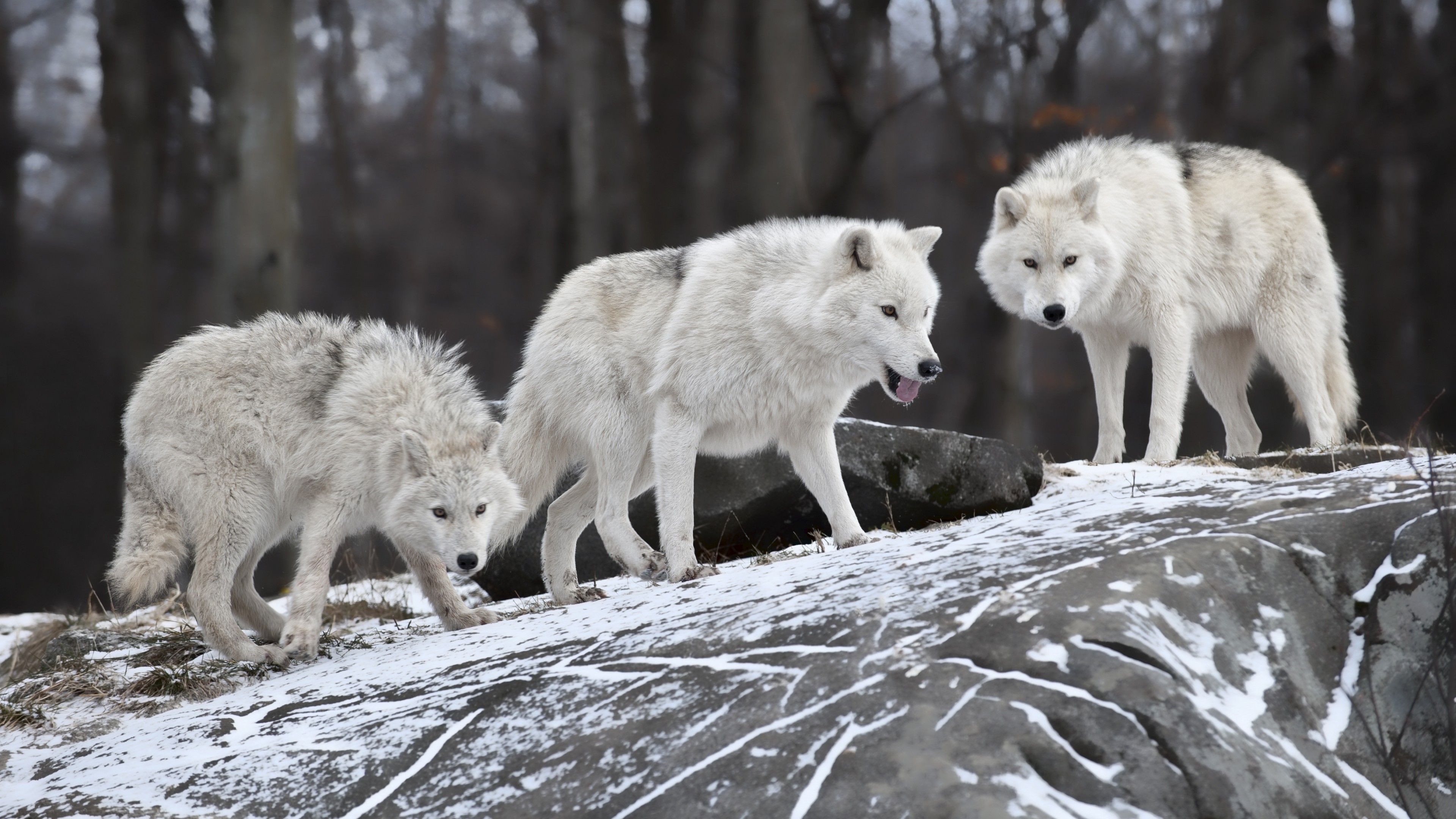 Wolf, forest, snow, cute animals, HD Wallpaper