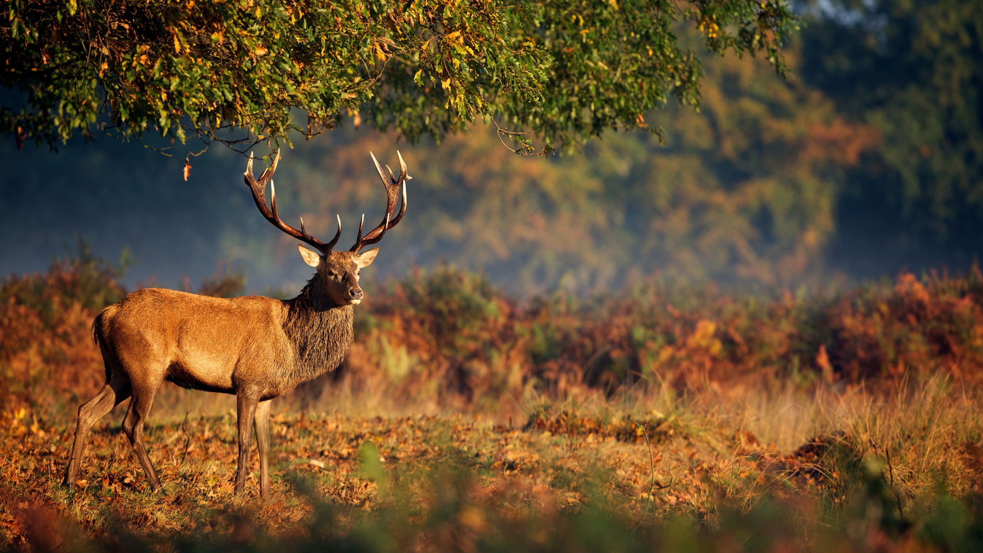 Deer, steppe, nature, HD Wallpaper