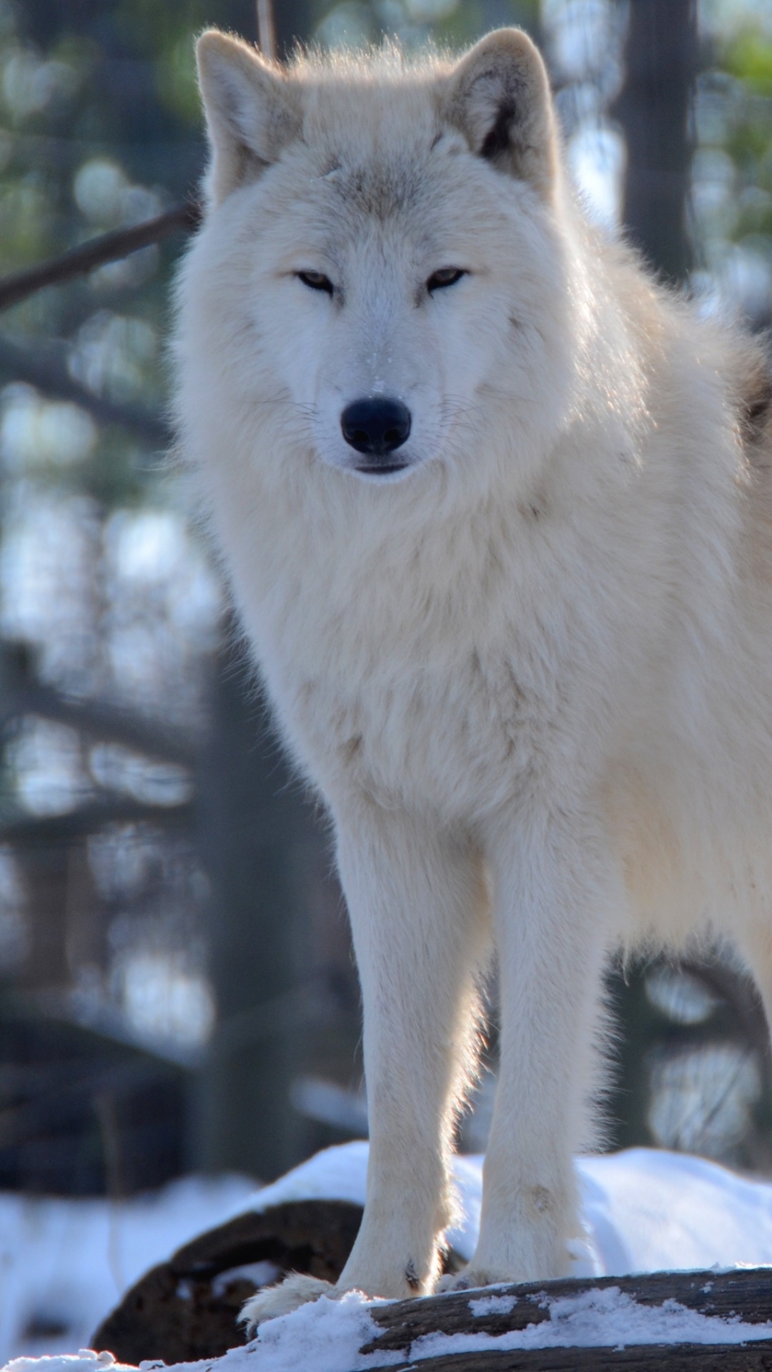 Animal Wolf, 1080x1920, Phone HD Wallpaper