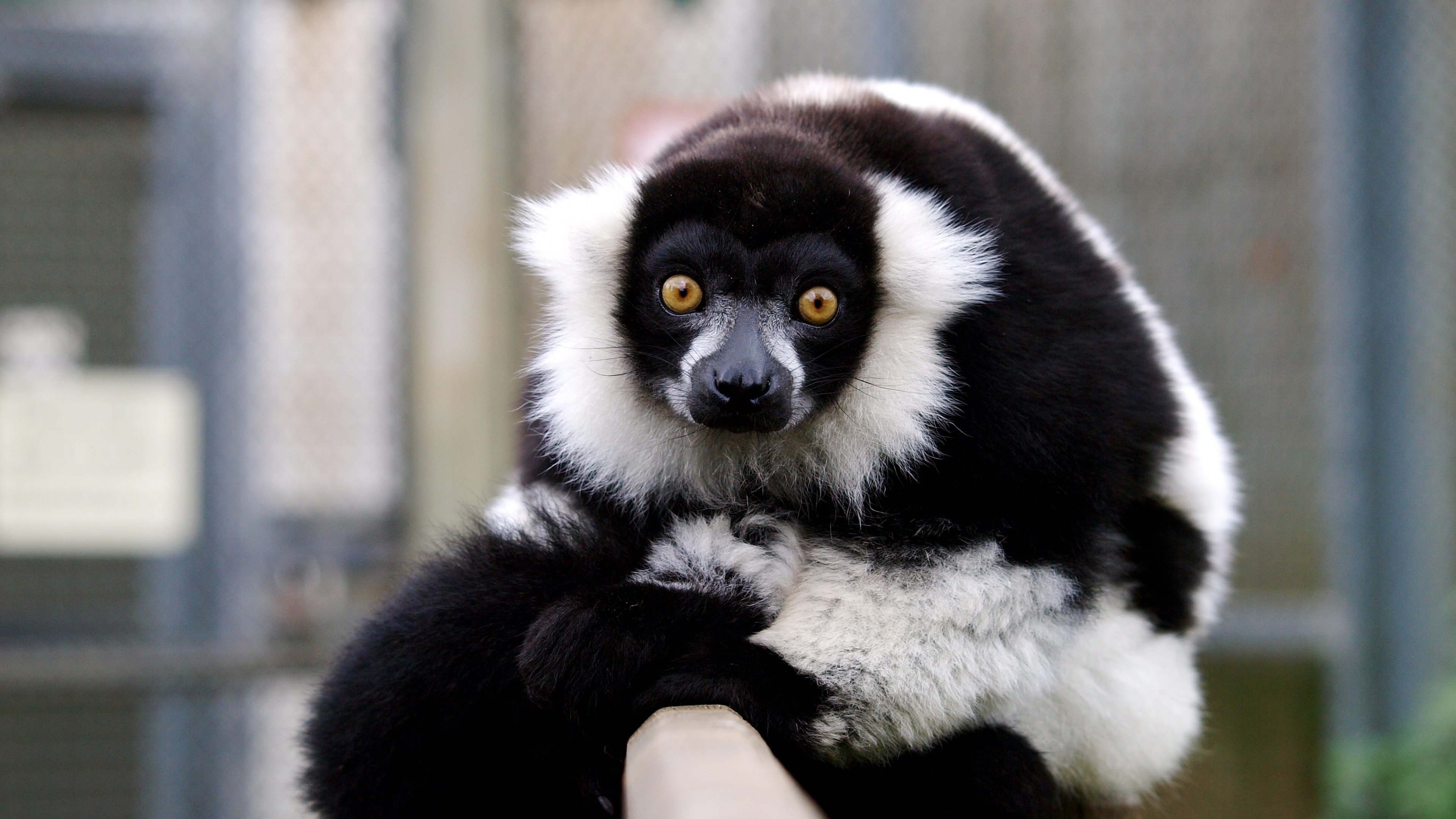lemur, cute animals, funny, HD Wallpaper
