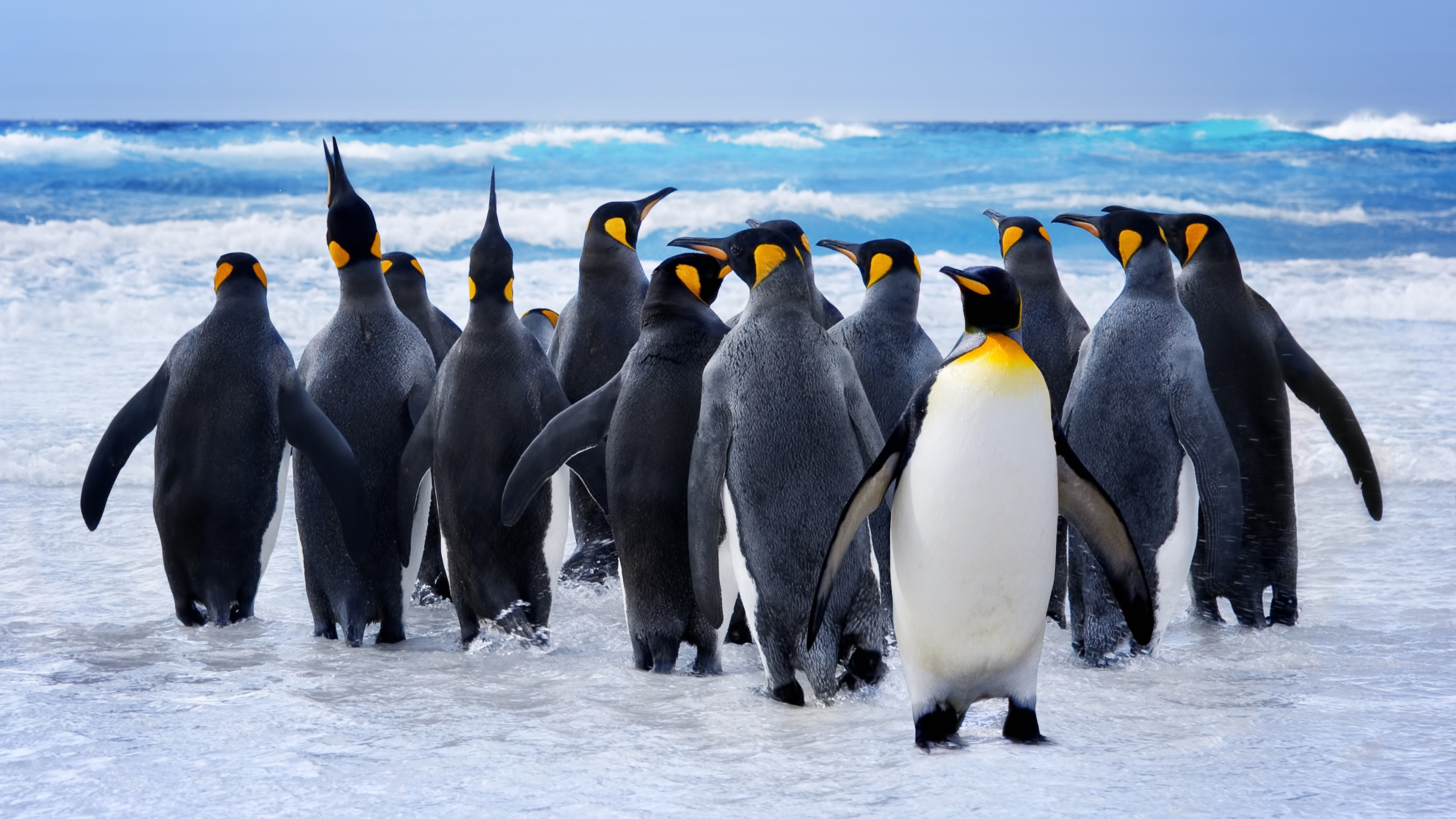 Pinguin, snow, ocean, cute animals, funny, HD Wallpaper