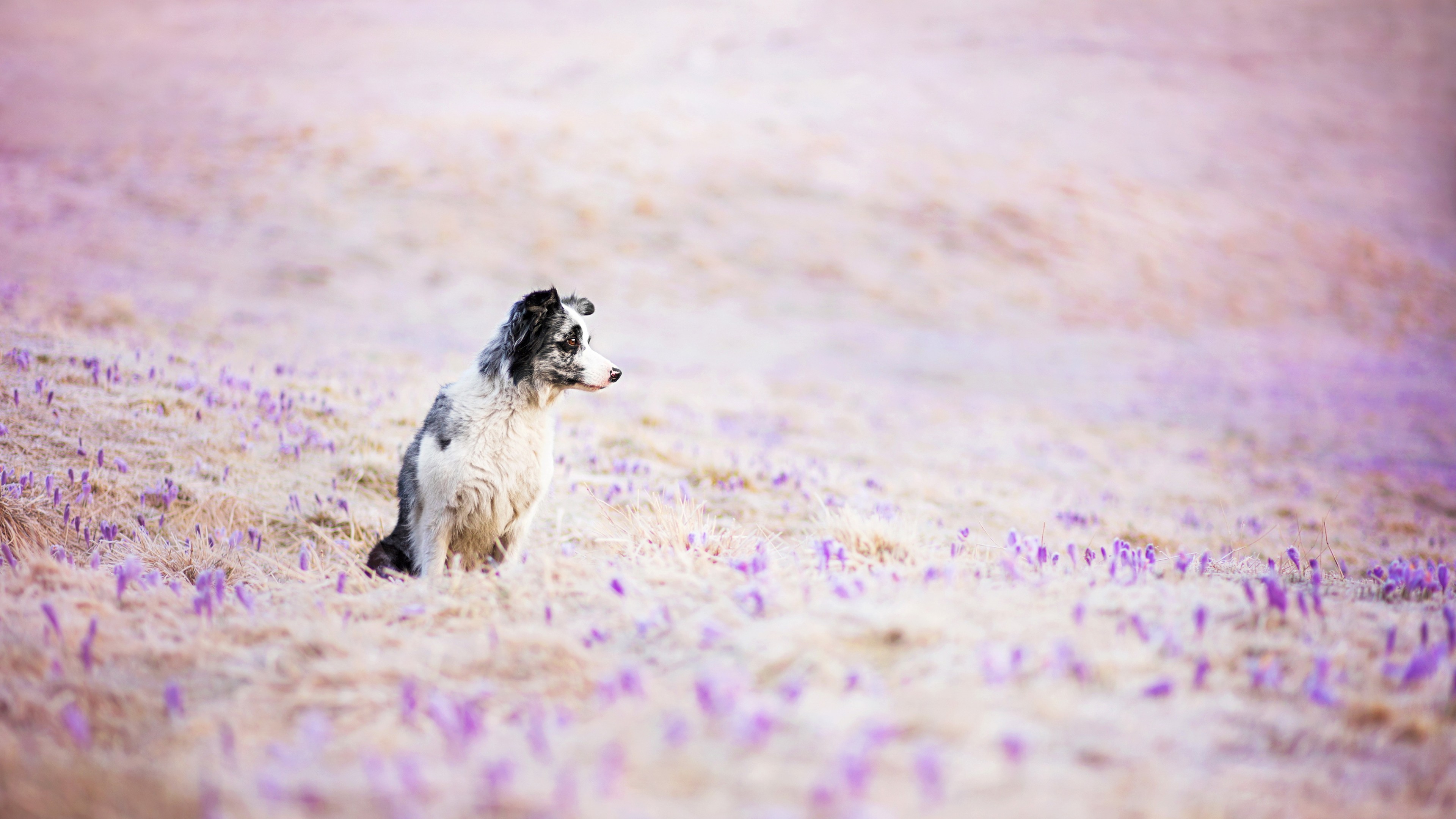 Border Collie, dog, field, cute animals, funny, HD Wallpaper