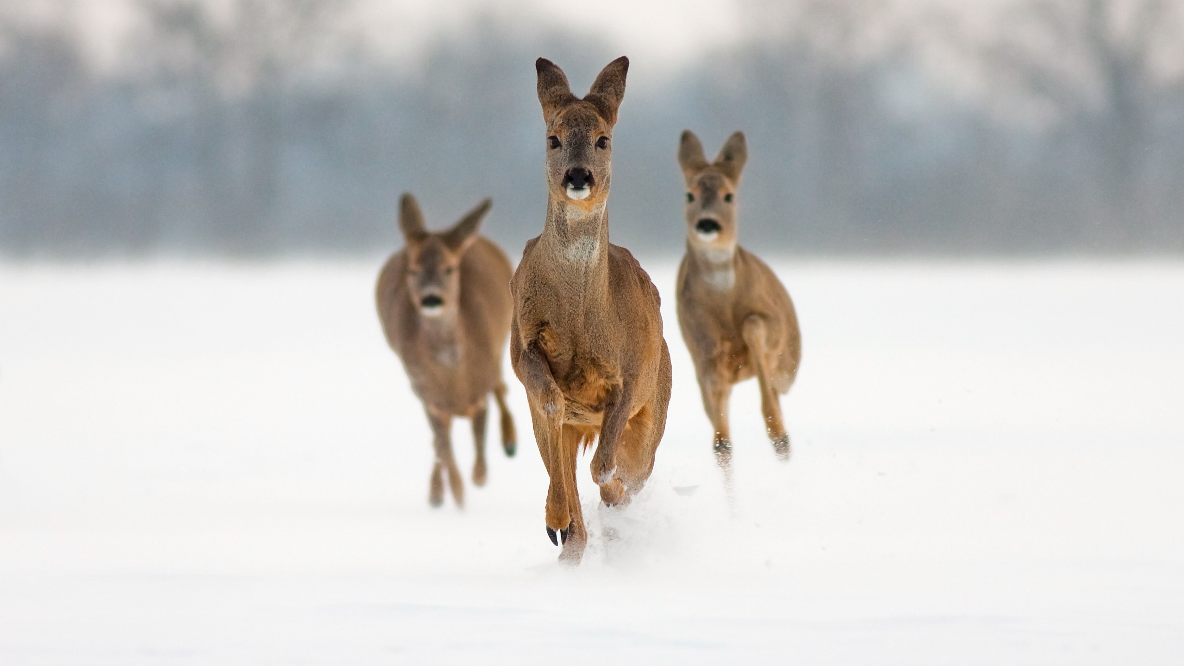 lama, cute animals, snow, HD Wallpaper
