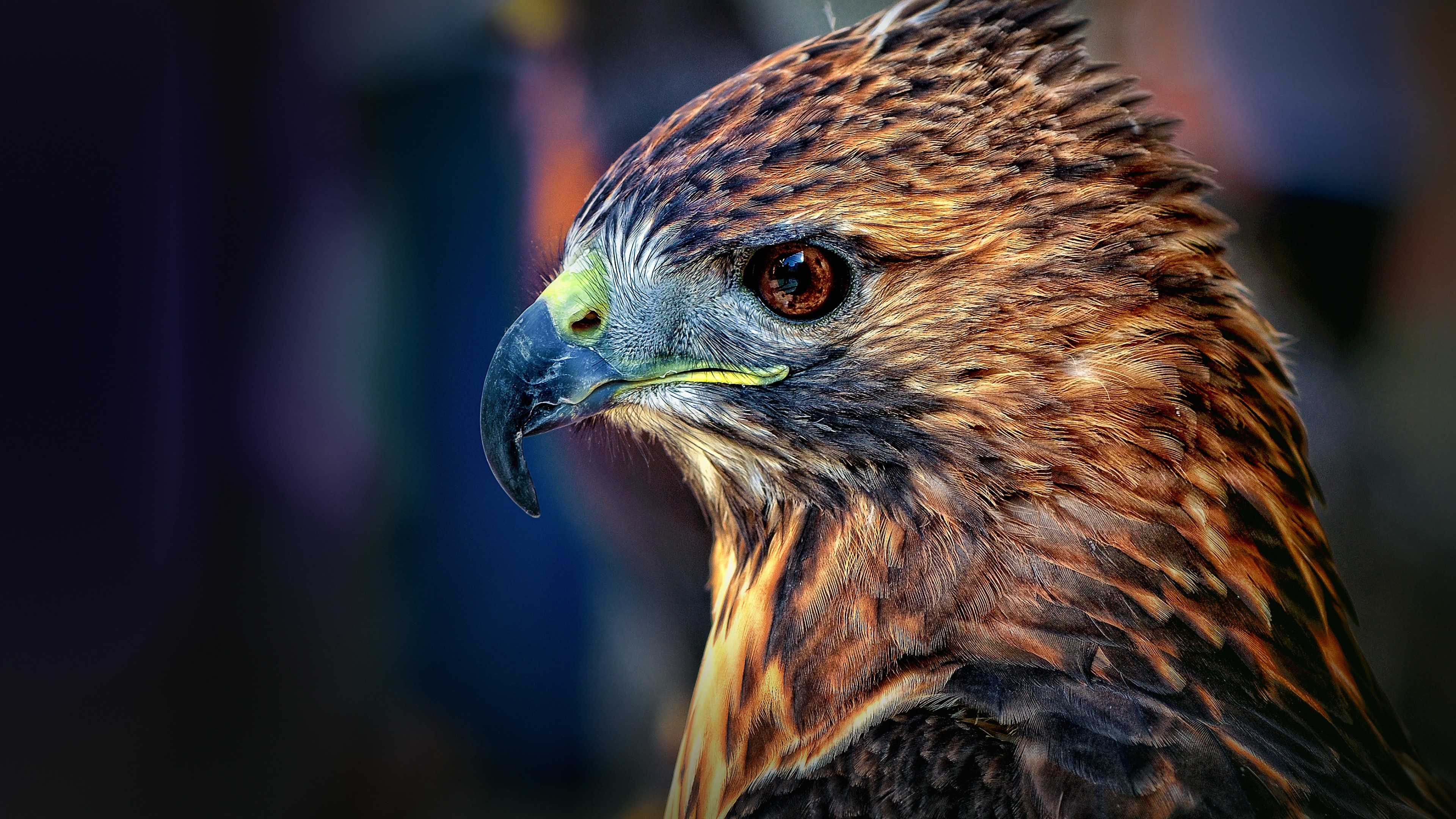 Eagle, blur, cute animals, HD Wallpaper