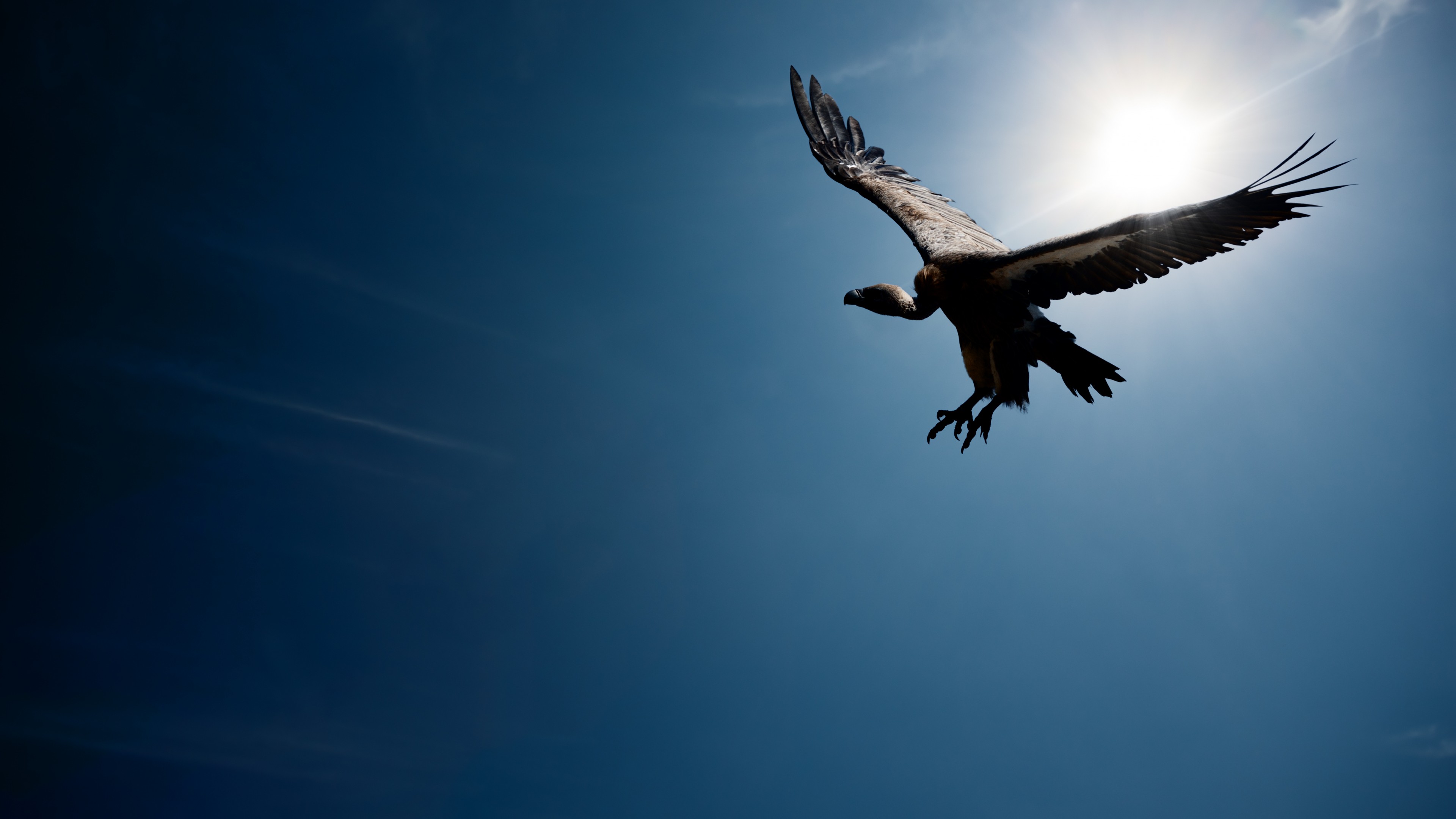 Vulture, flight, sky, sun, HD Wallpaper