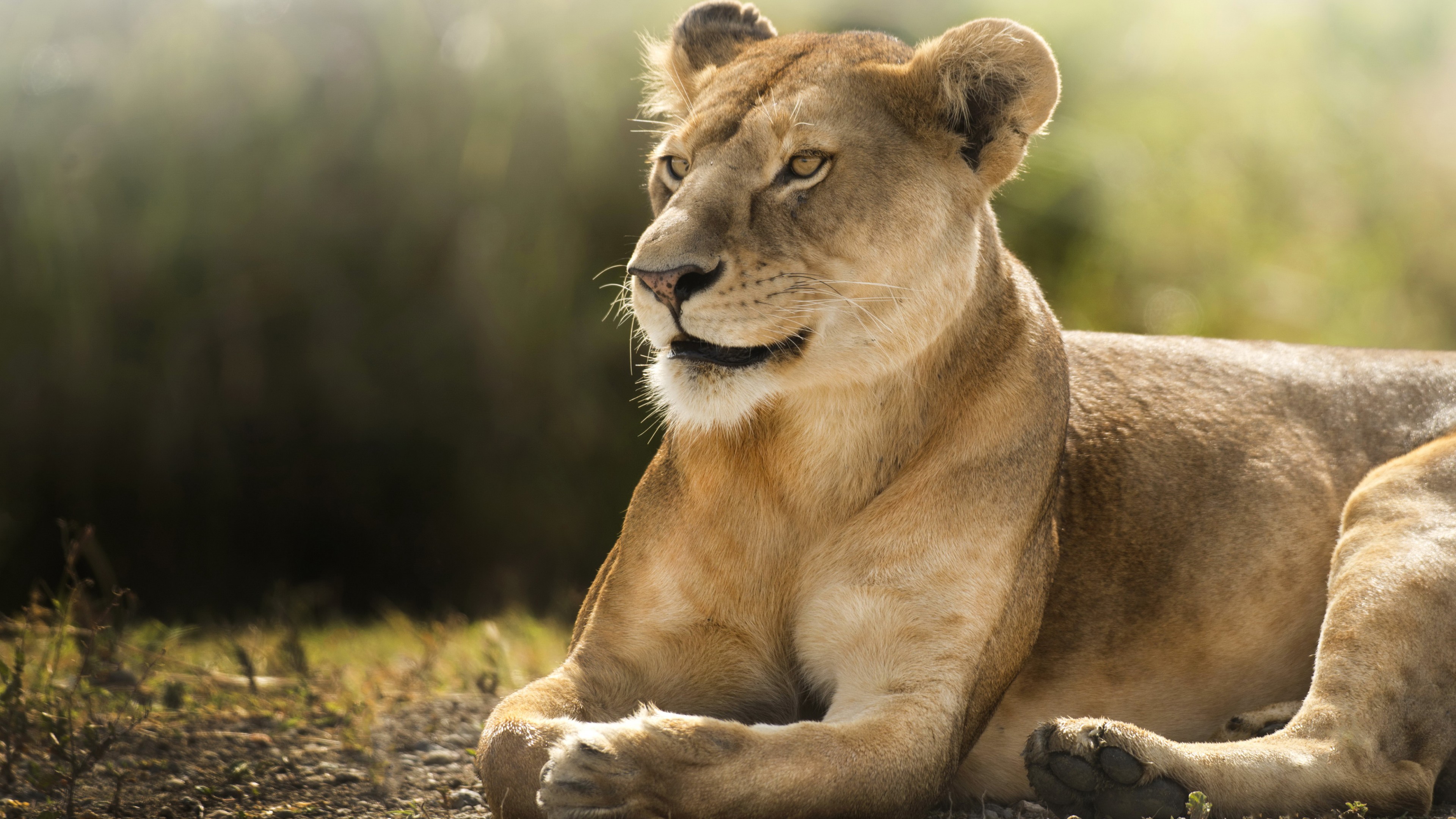 Lion, savanna, cute animals, HD Wallpaper