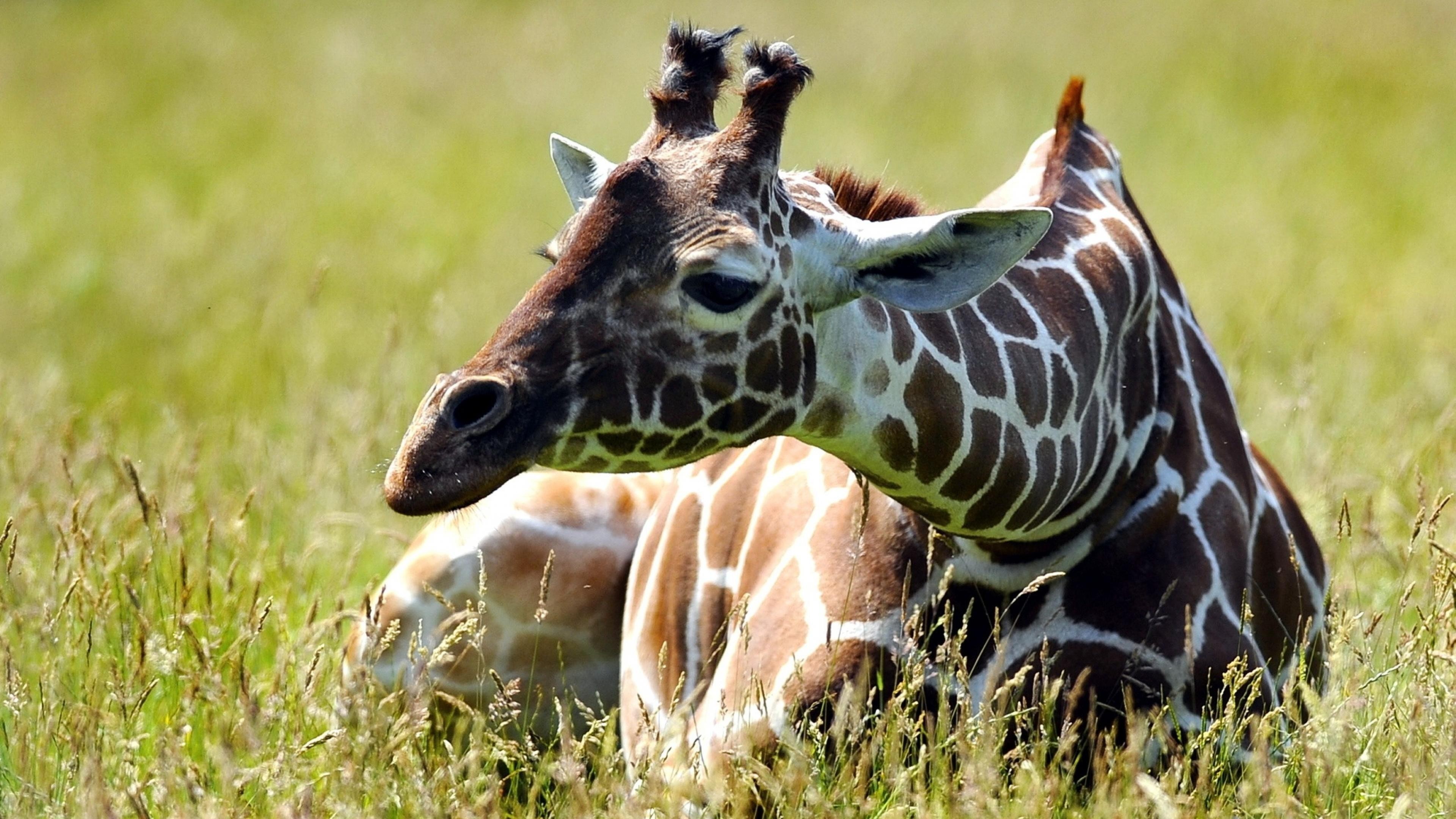 Giraffe, meadow, cute animals, funny, HD Wallpaper