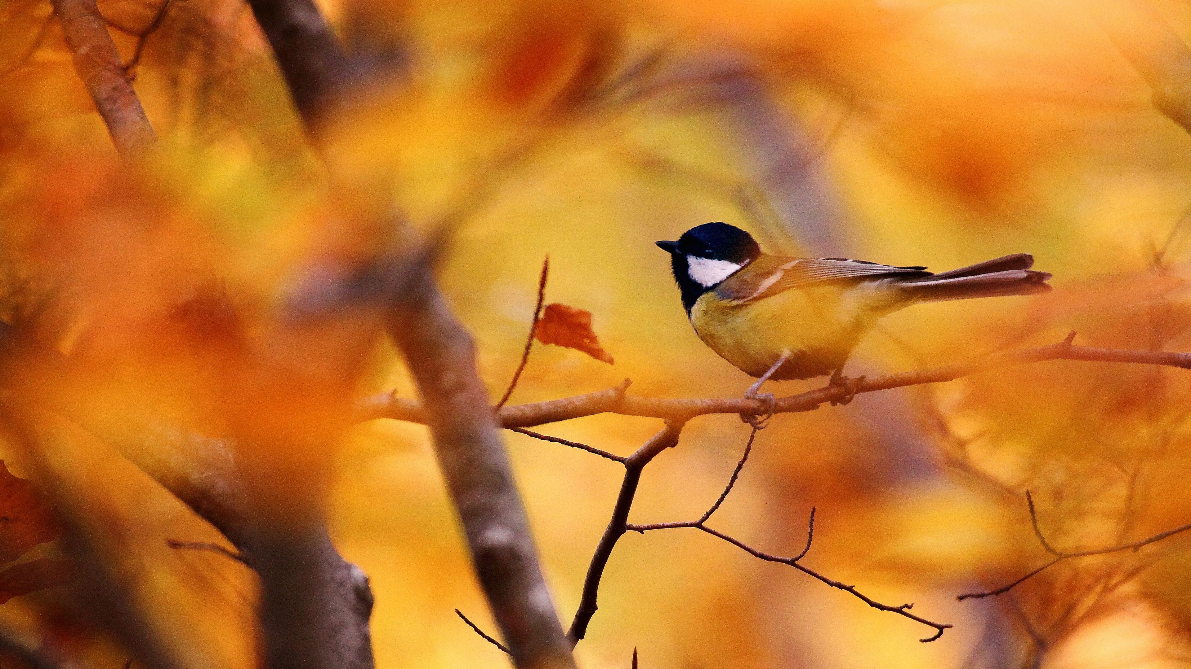 Tit, autumn, tree, blur, HD Wallpaper