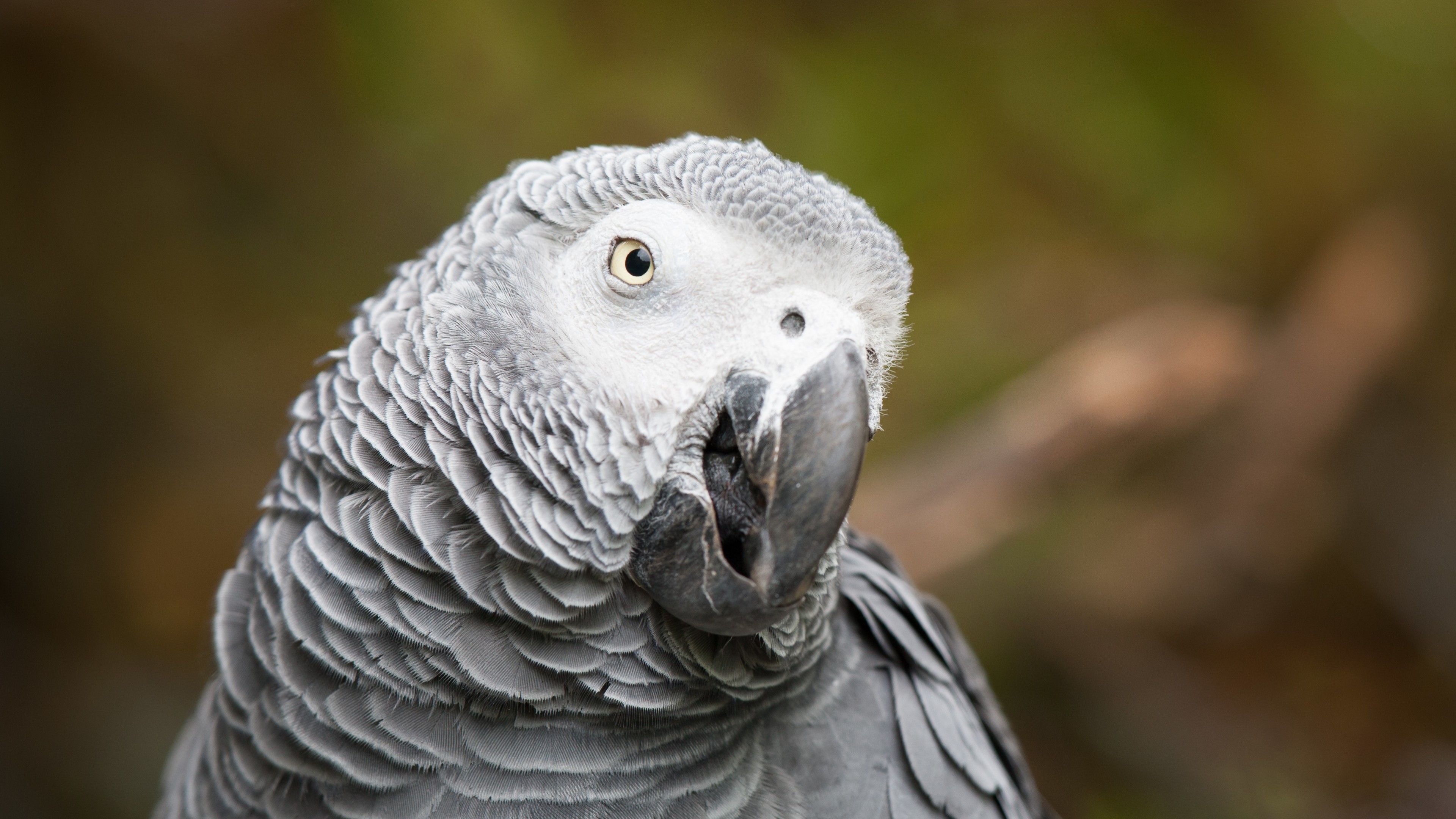 African grey parrot, cute animals, funny, blur, HD Wallpaper