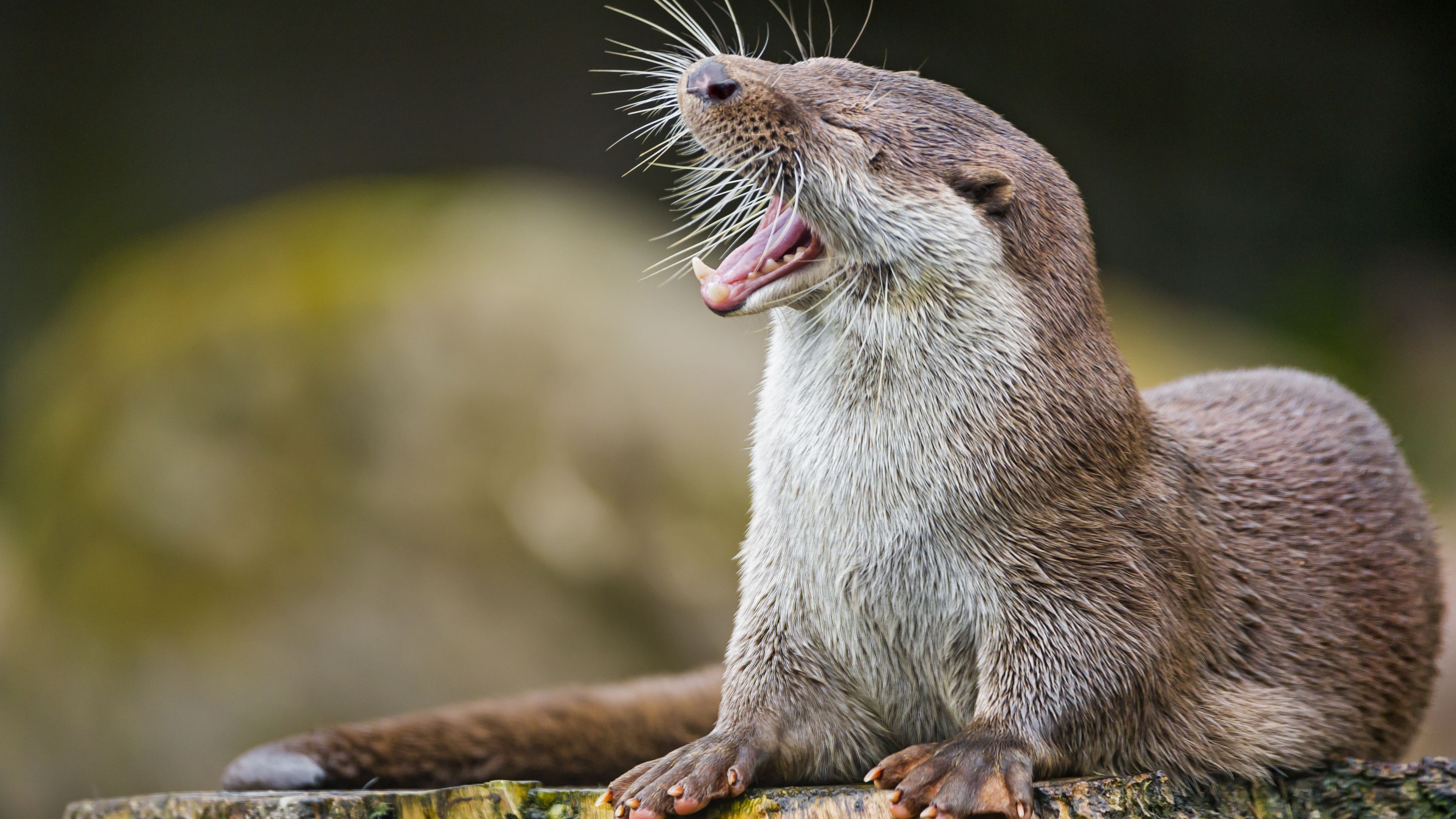 otter, cute animals, funny, HD Wallpaper