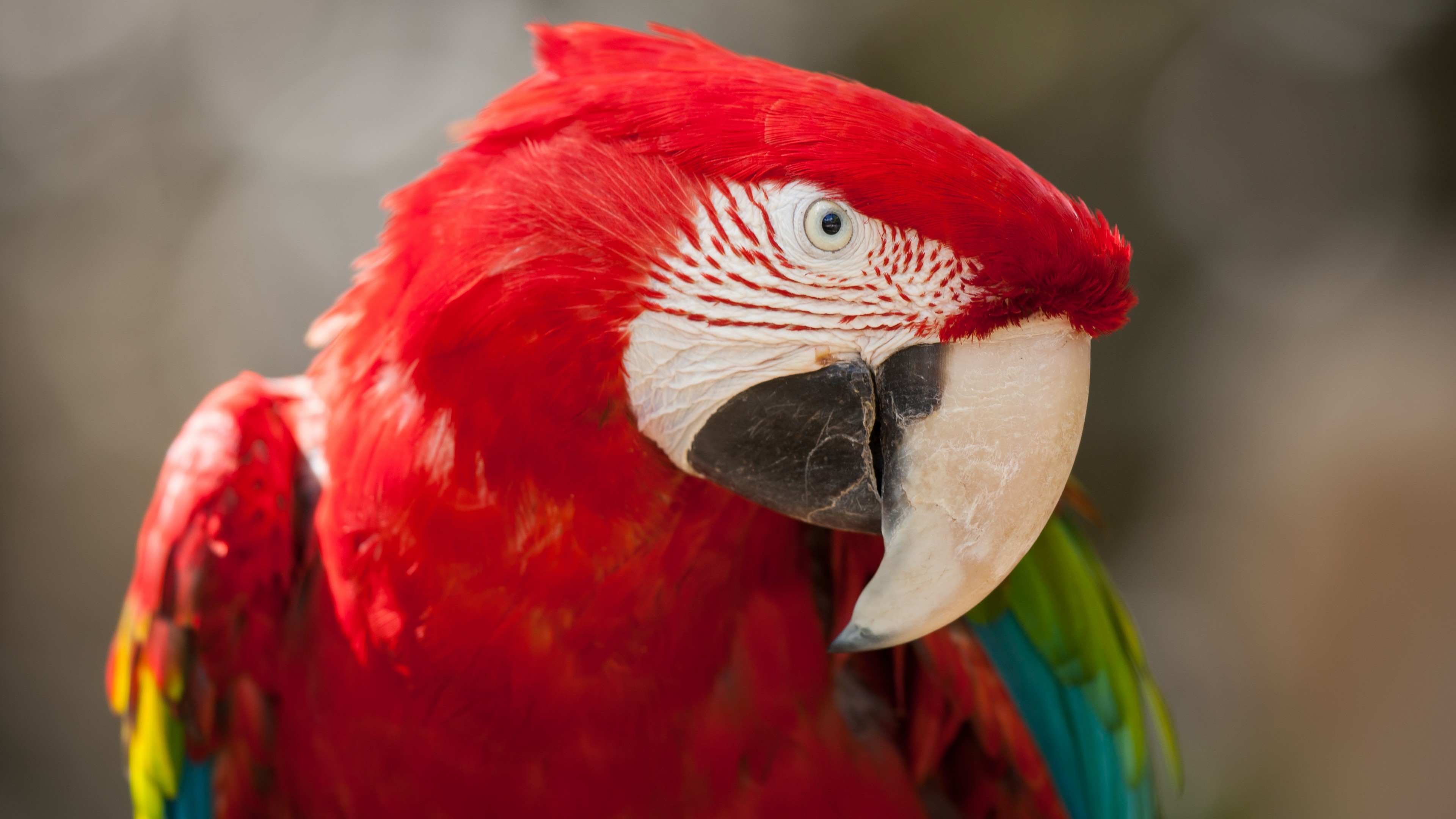 Macaw, parrot, cute animals, HD Wallpaper