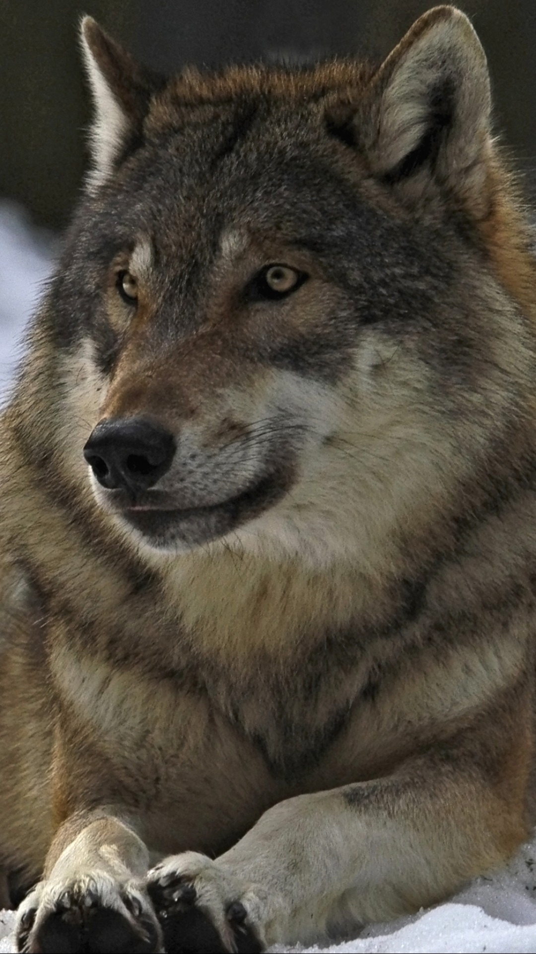 Animal Wolf, 1080x1920, Phone HD Wallpaper