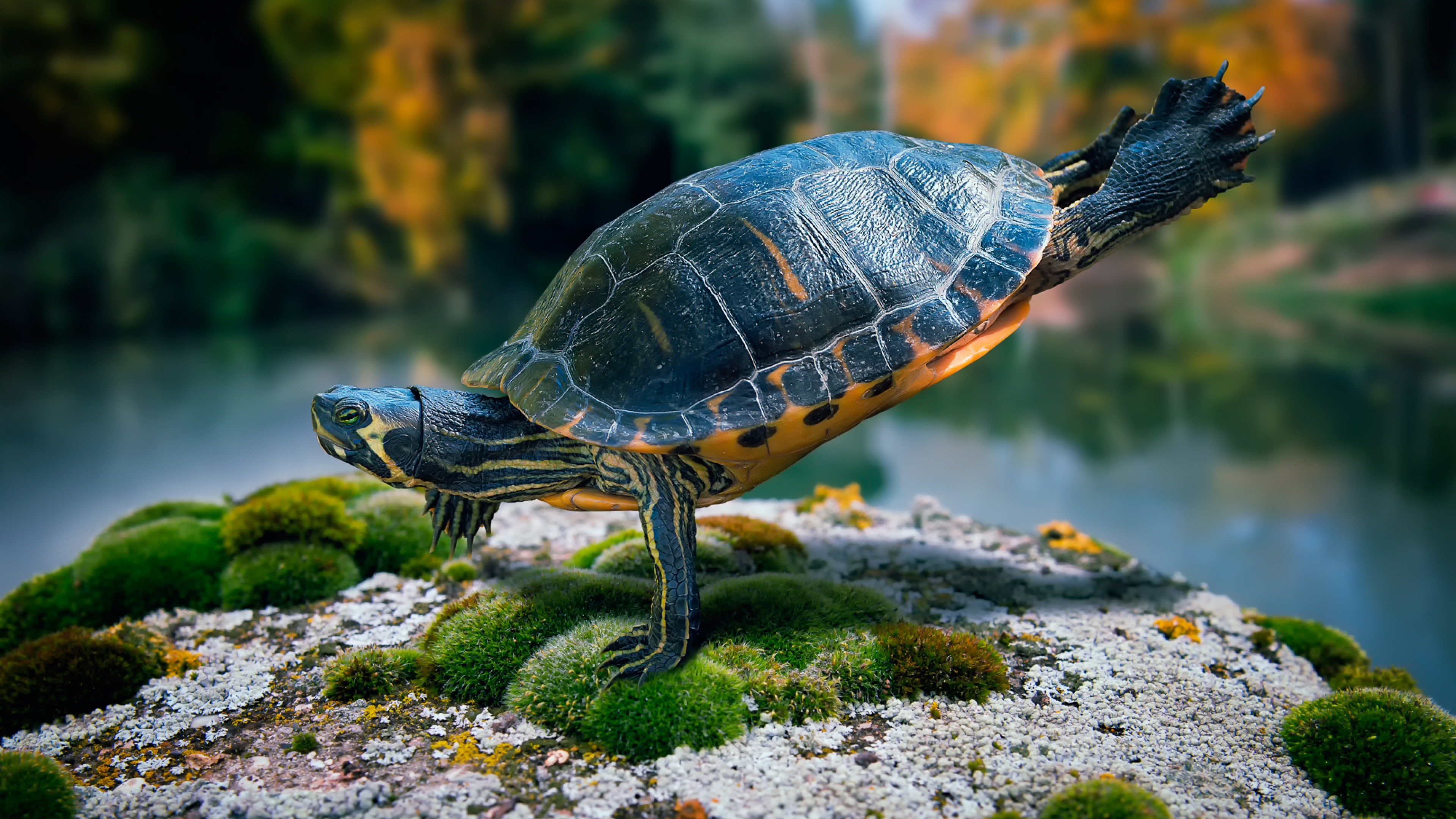 Turtle, Swimming, Andaman Sea, Thailand, Phuket, sport, turtles, nature,, HD Wallpaper