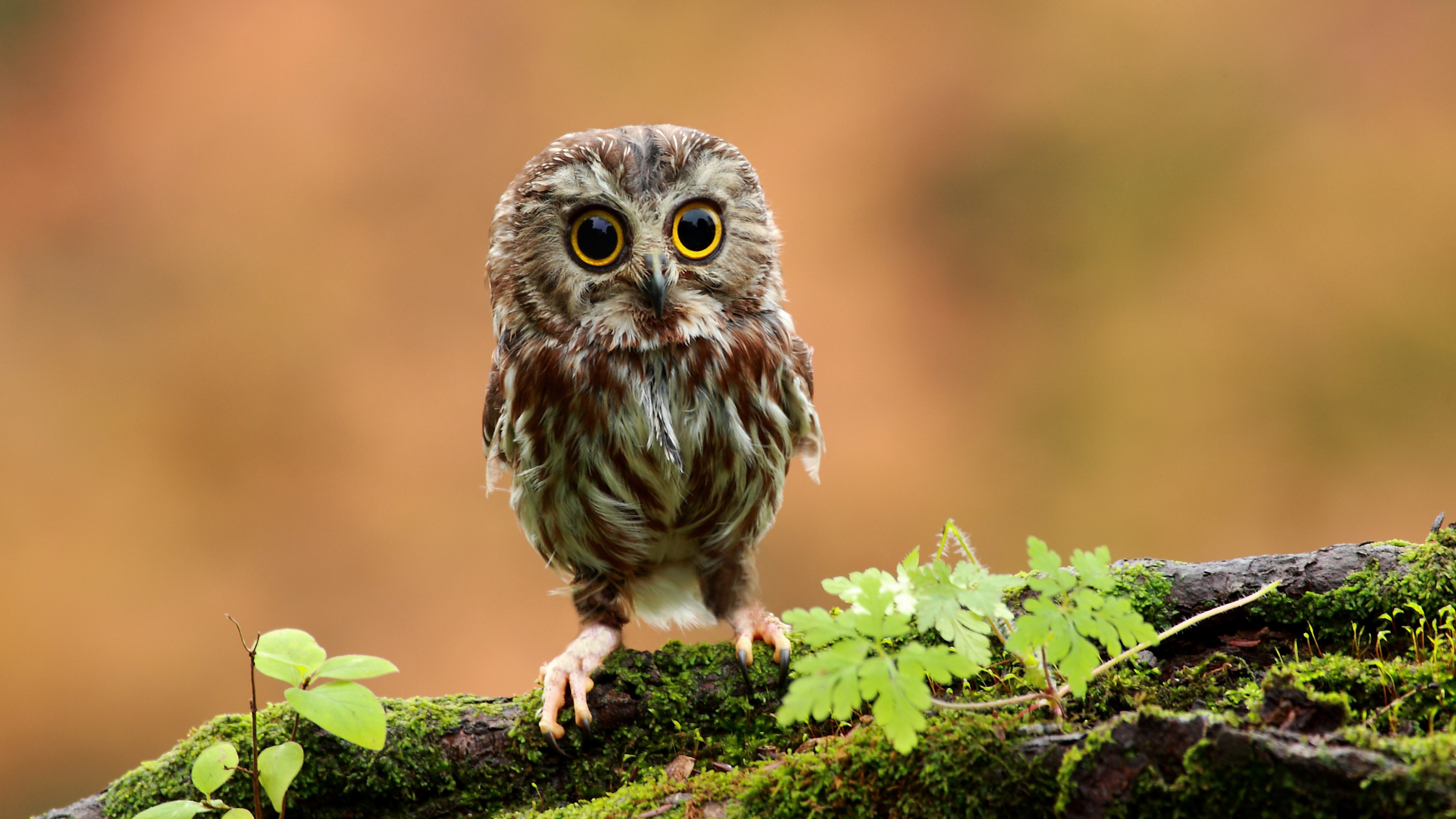 Owl, chicken, forest, eyes, HD Wallpaper
