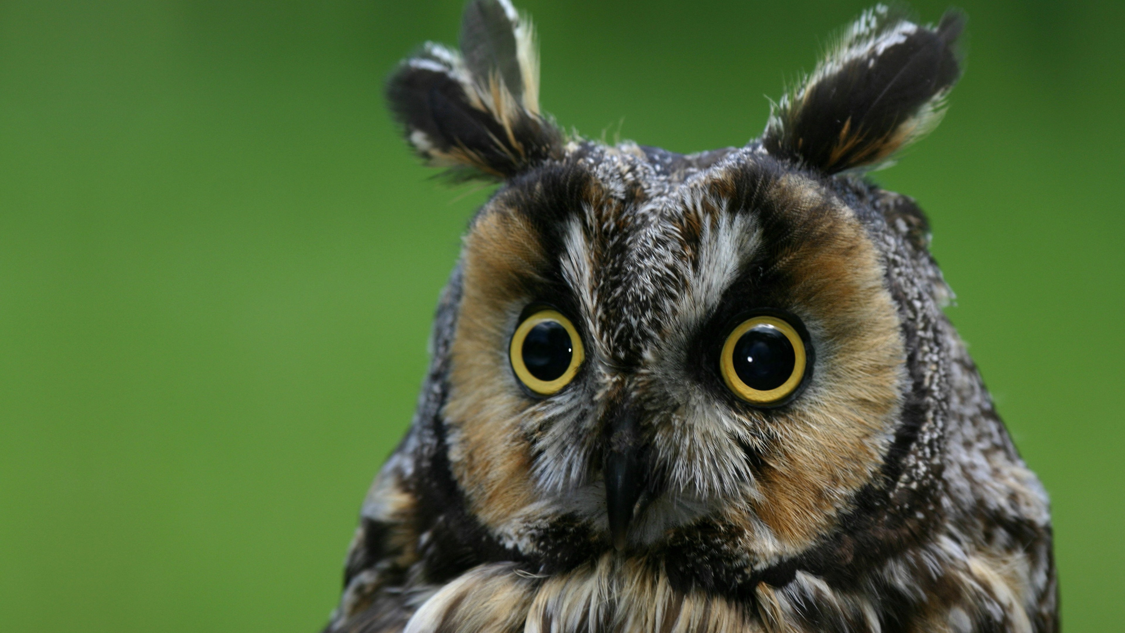 Owl, eagle-owl, funny, nature, plumy, HD Wallpaper