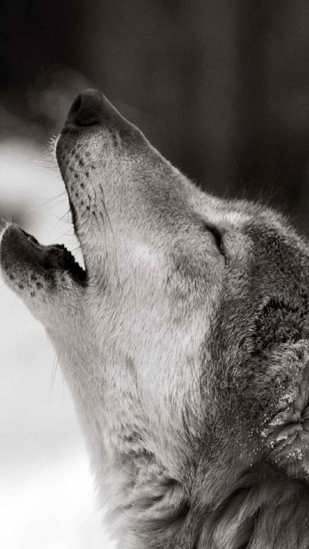 Animal Wolf, 1080x1920, Phone HD Wallpaper